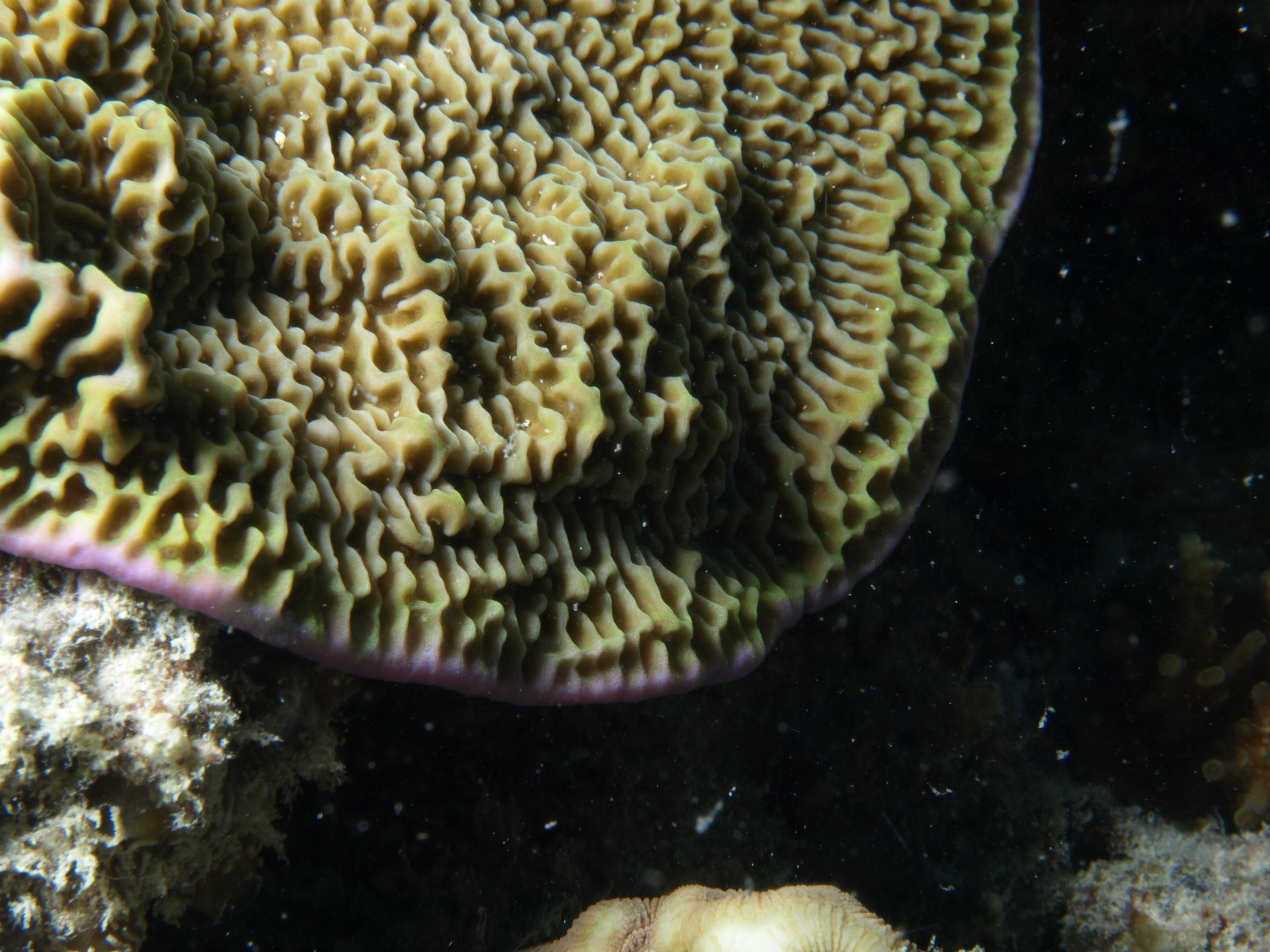 Montipora undata