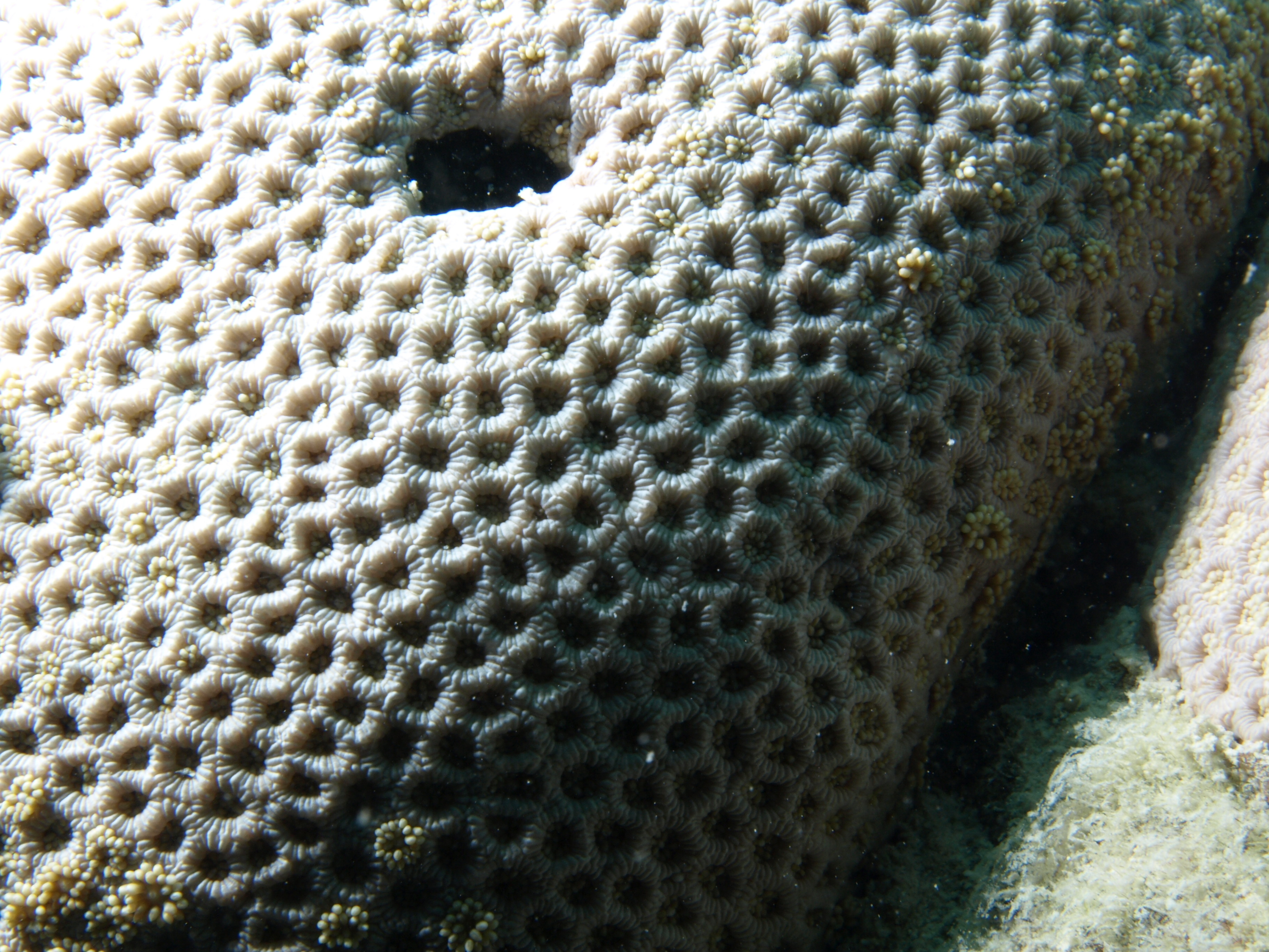 Goniopora tenuidens