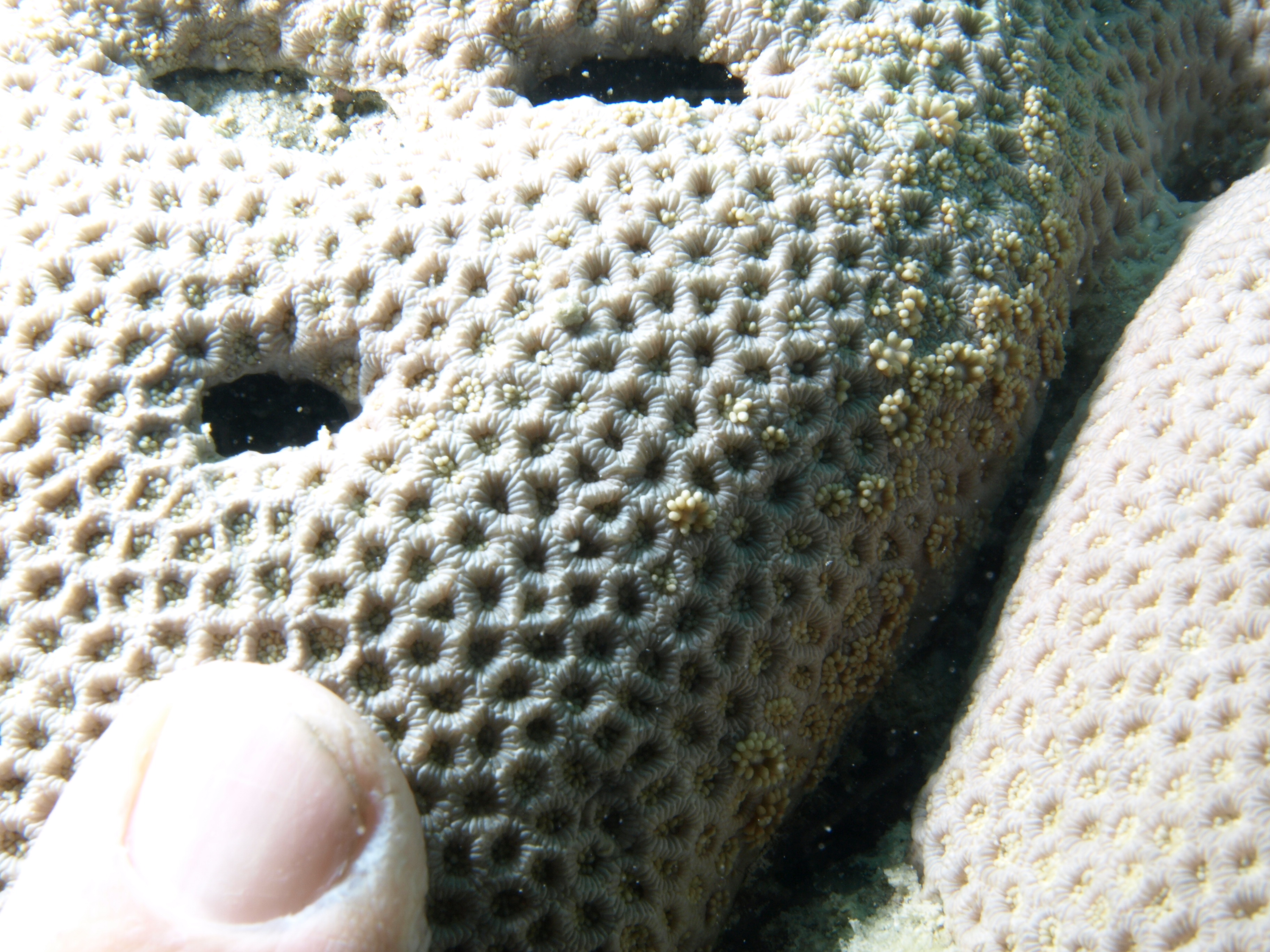 Goniopora tenuidens