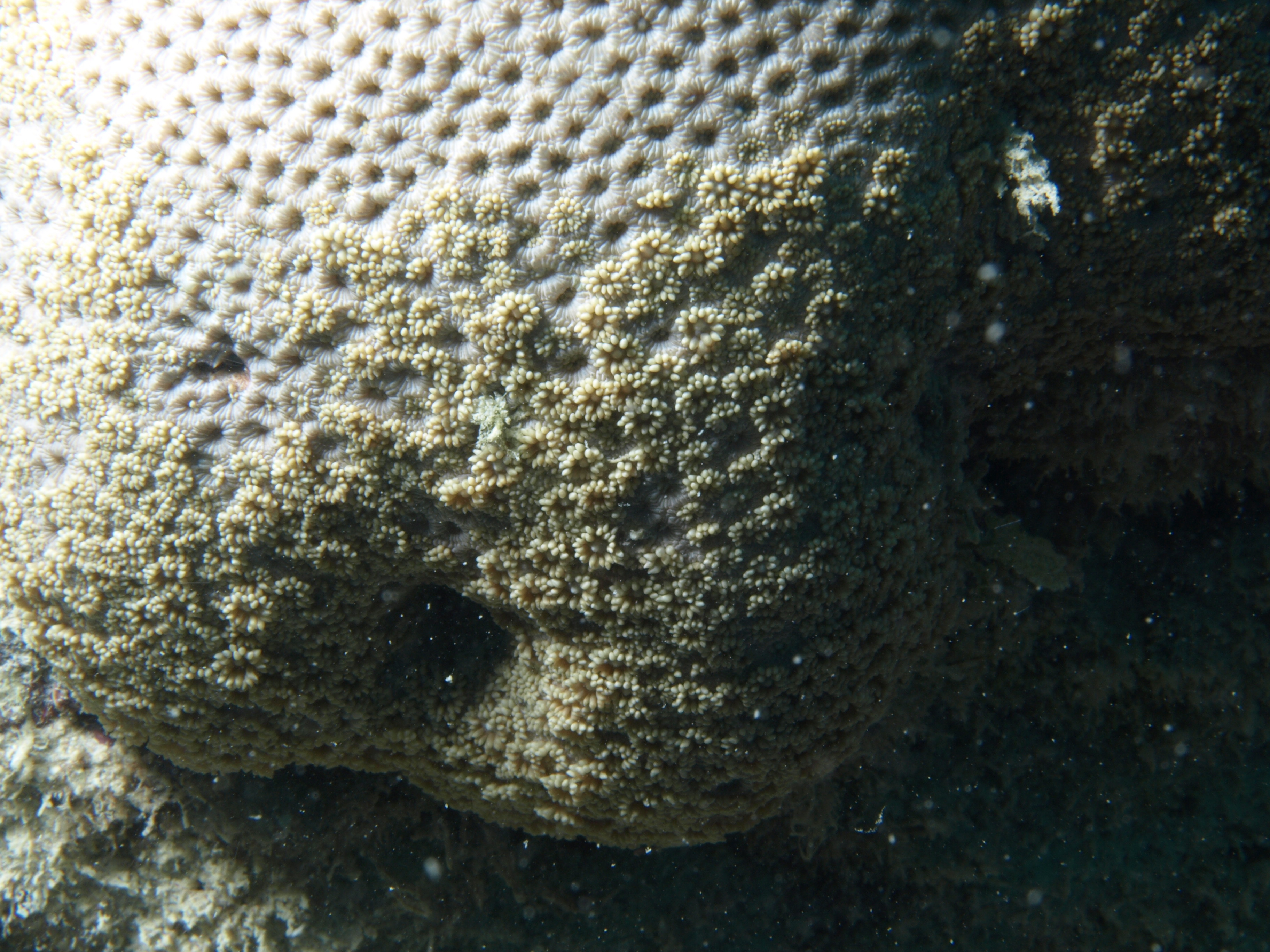 Goniopora tenuidens