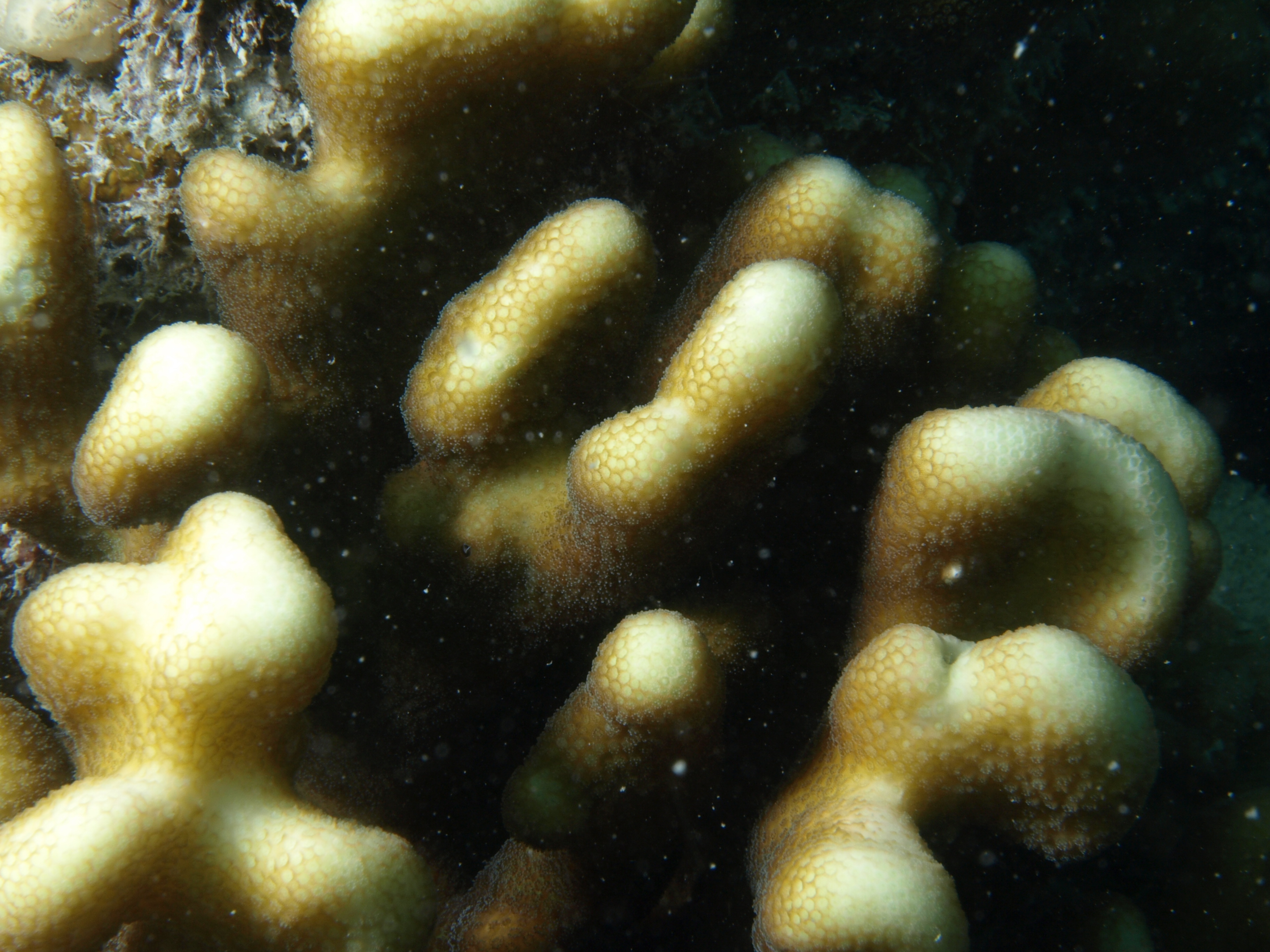 Stylophora pistillata