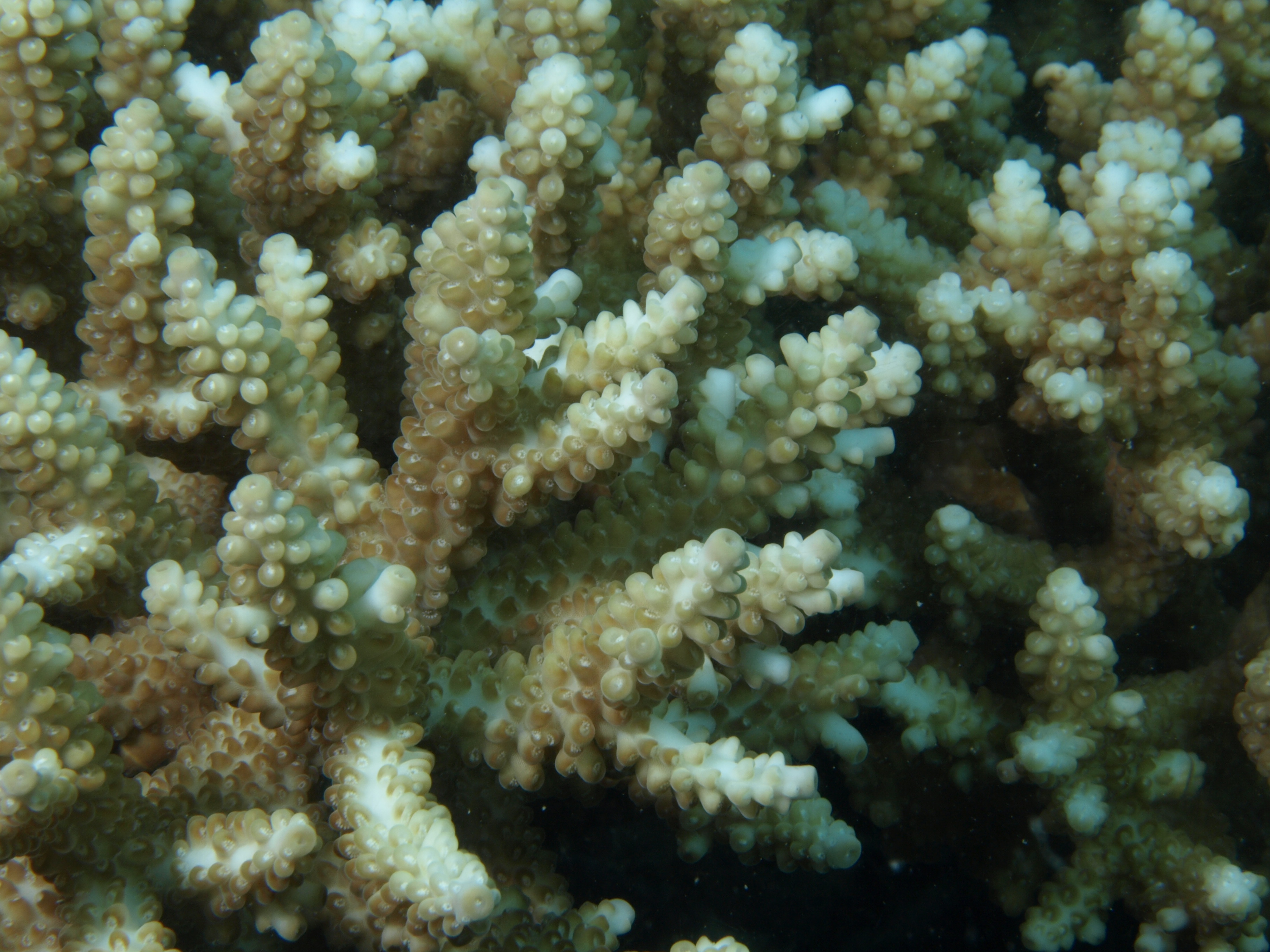 Acropora nasuta