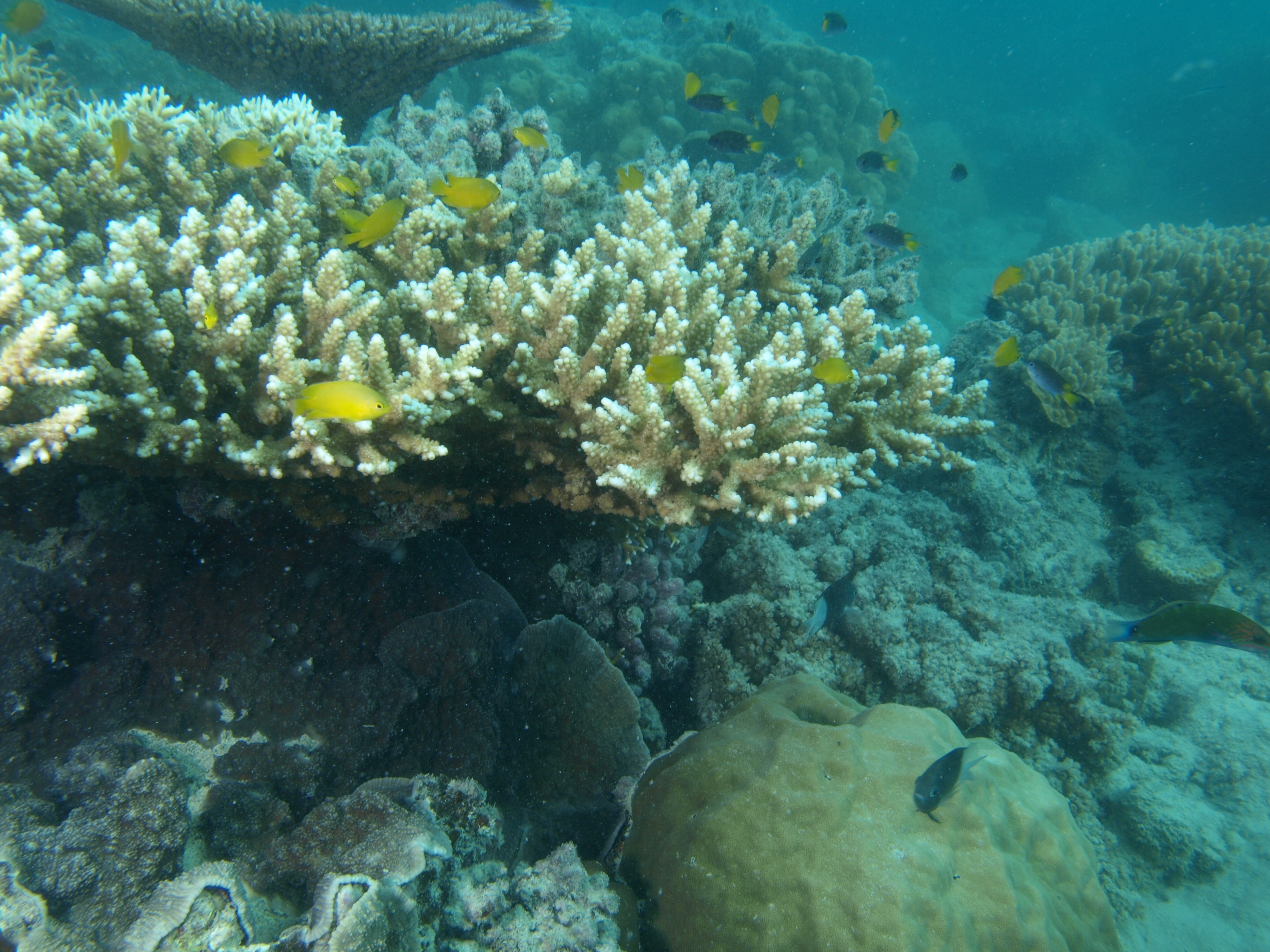 Acropora nasuta