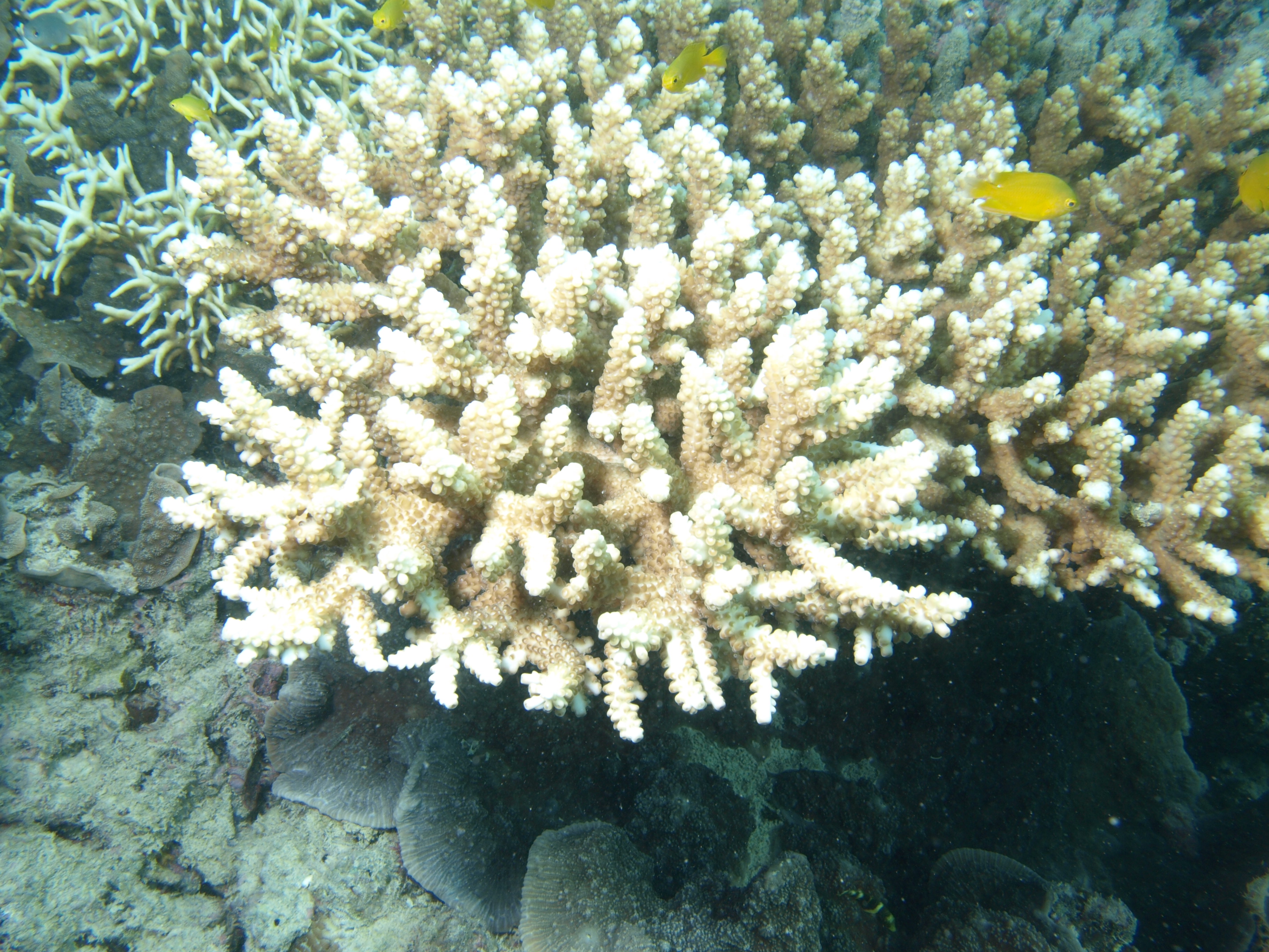 Acropora nasuta