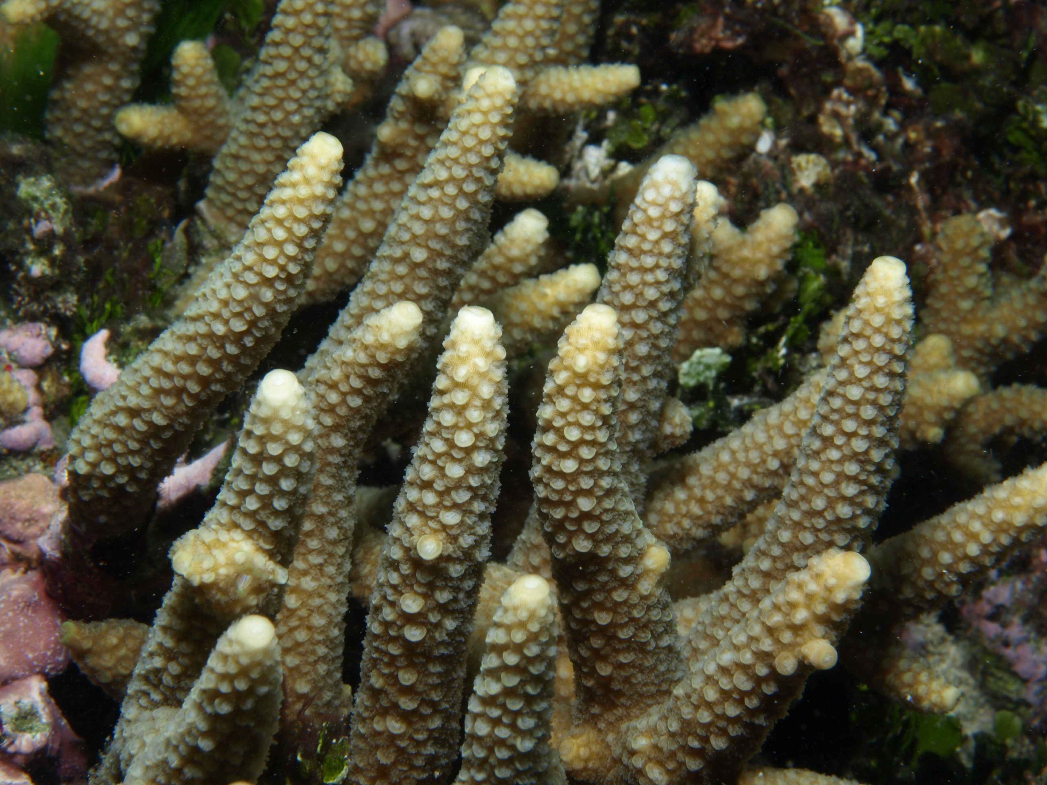 Acropora pulchra
