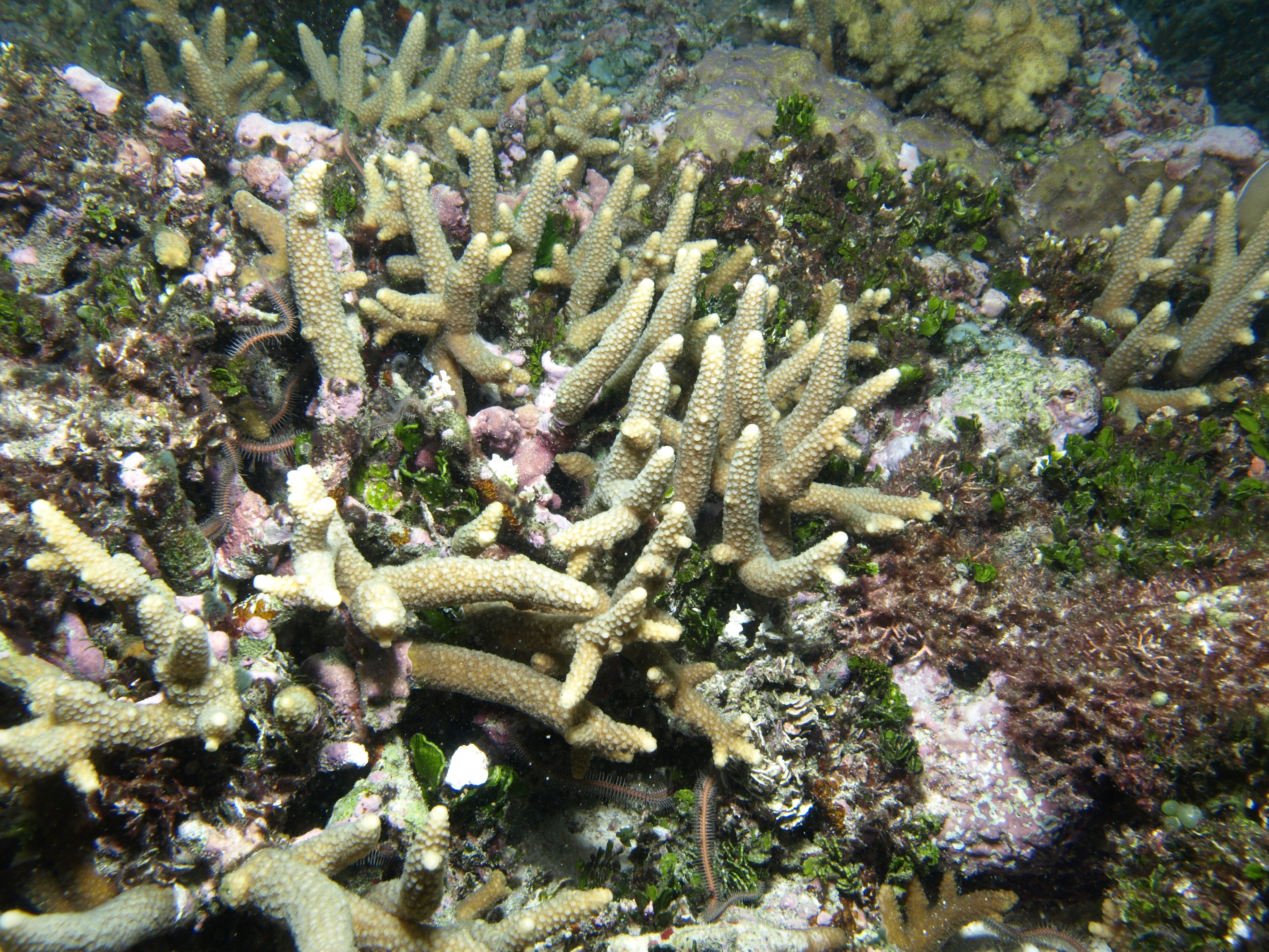 Acropora pulchra