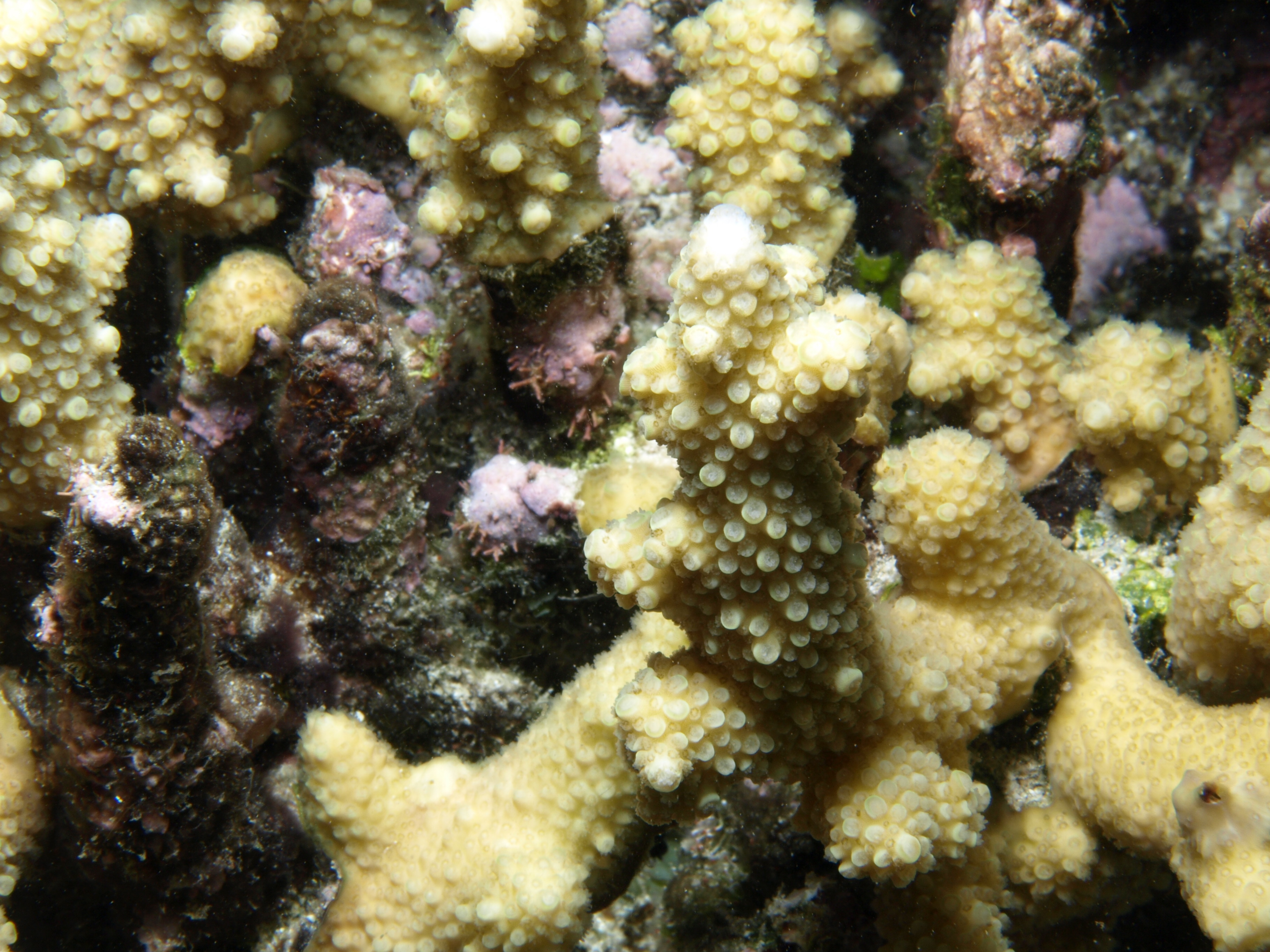 Acropora verweyi