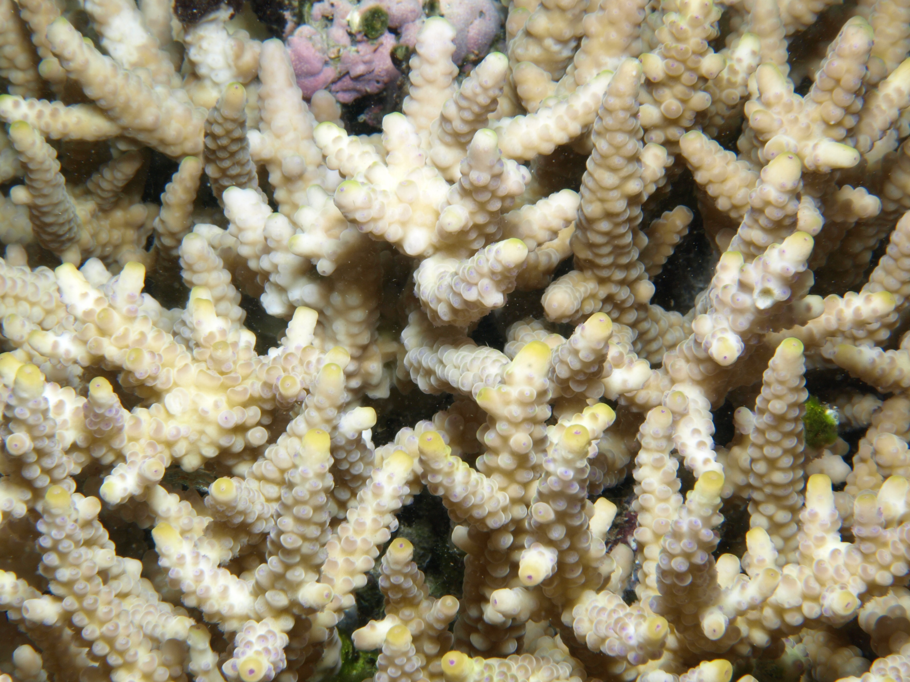 Acropora verweyi