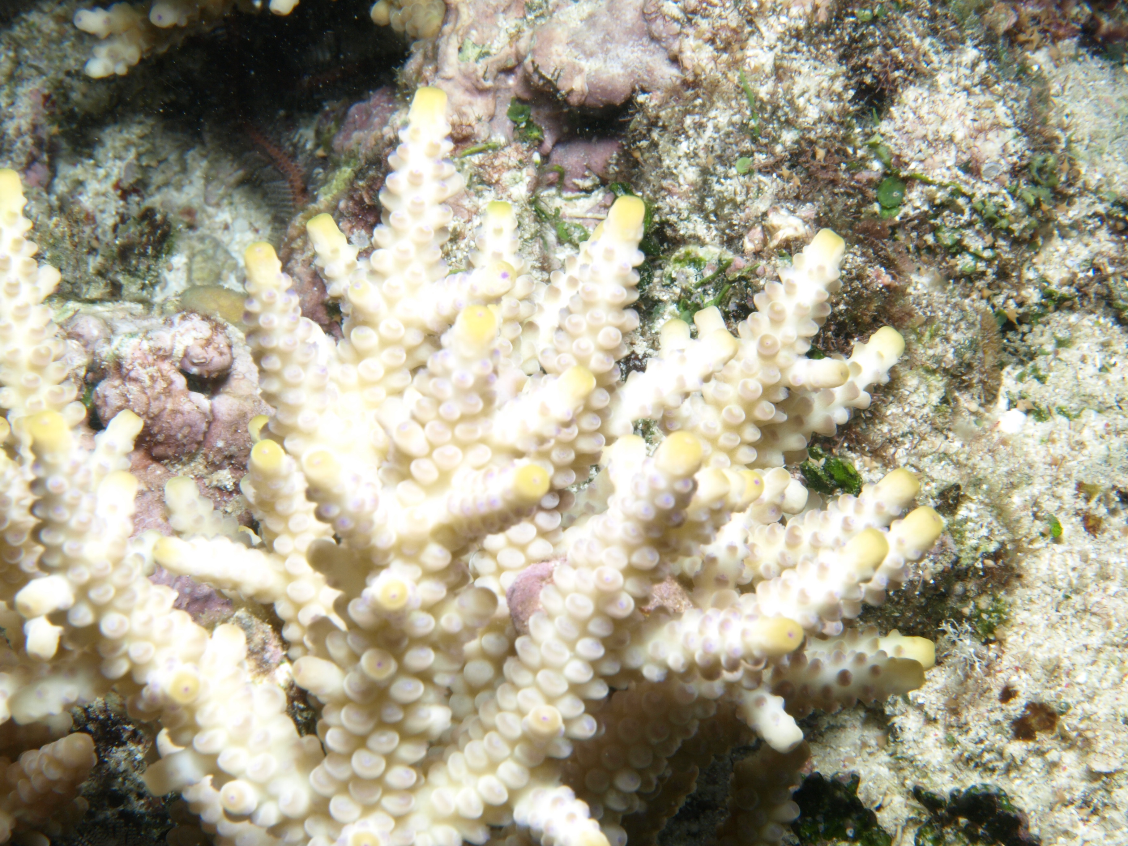 Acropora verweyi