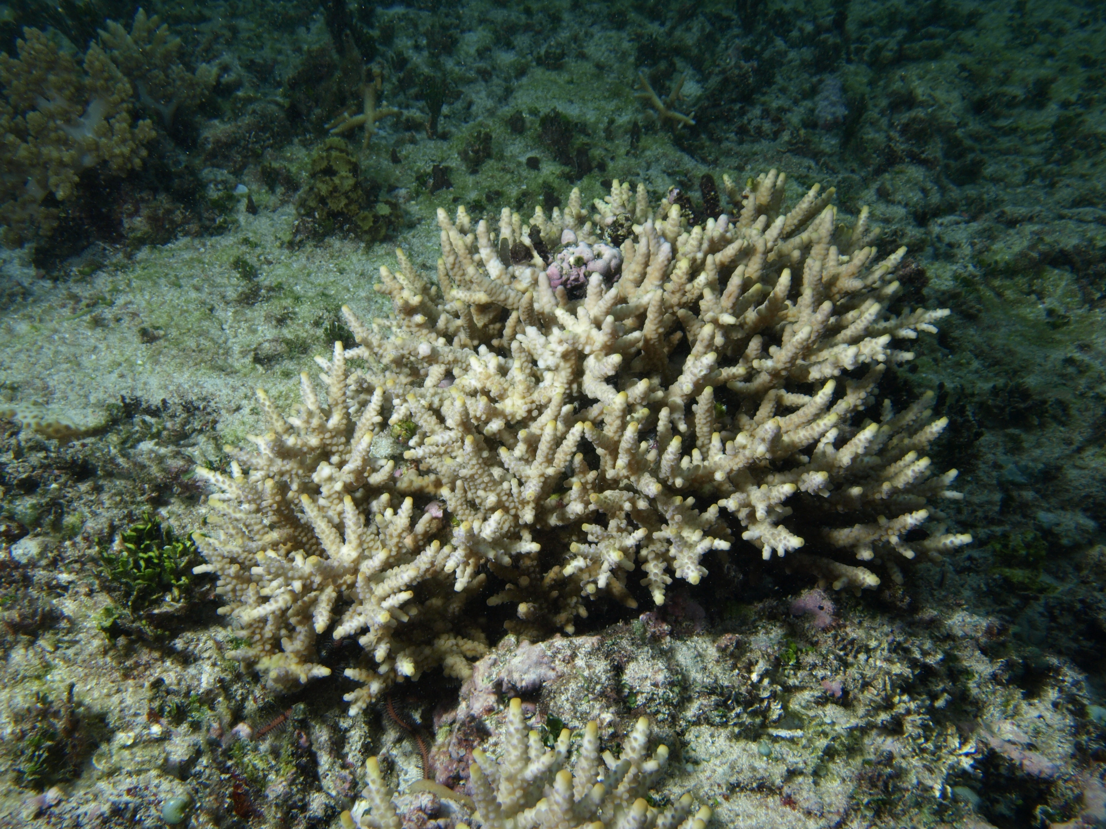 Acropora verweyi