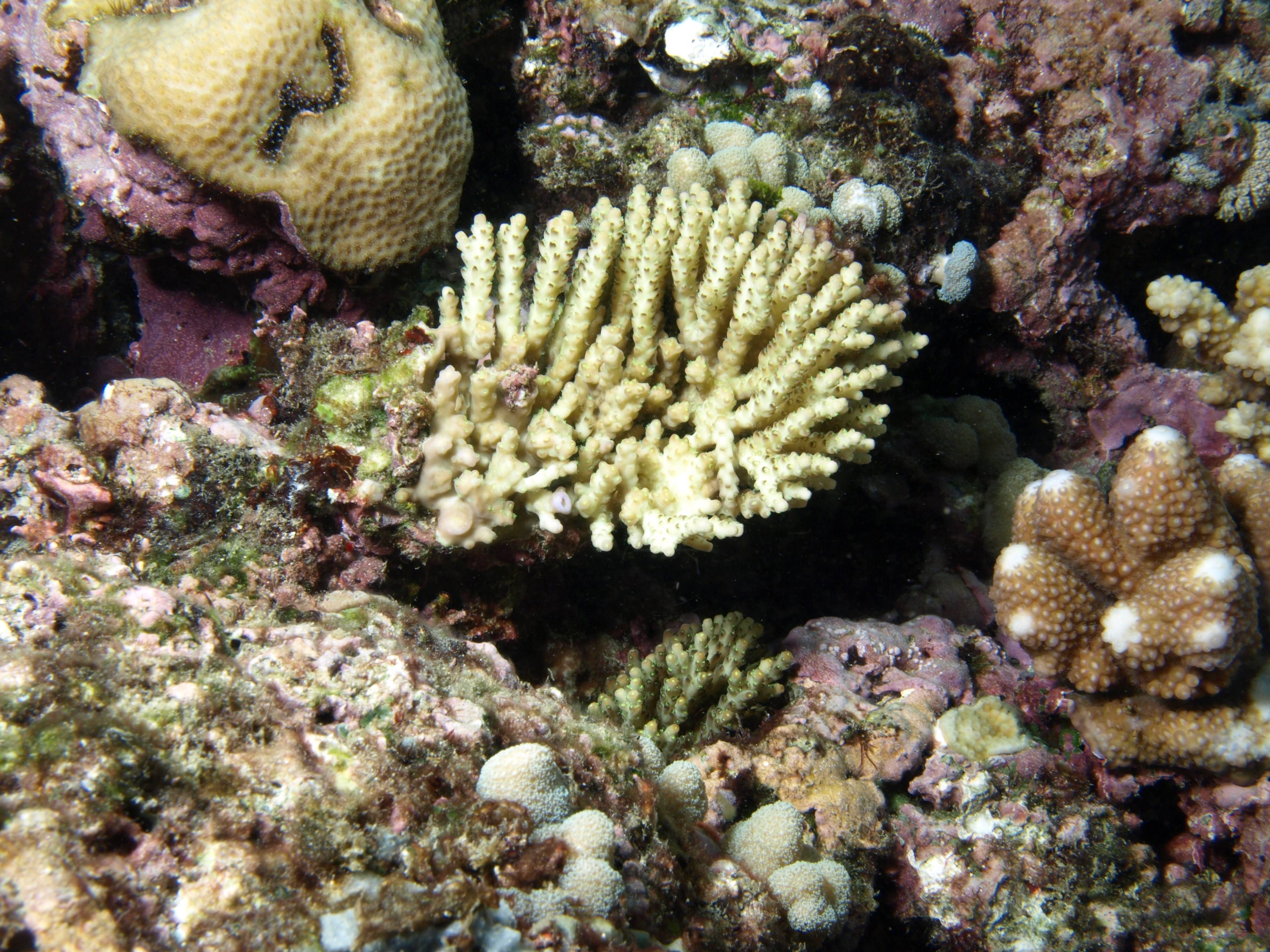 Acropora nana