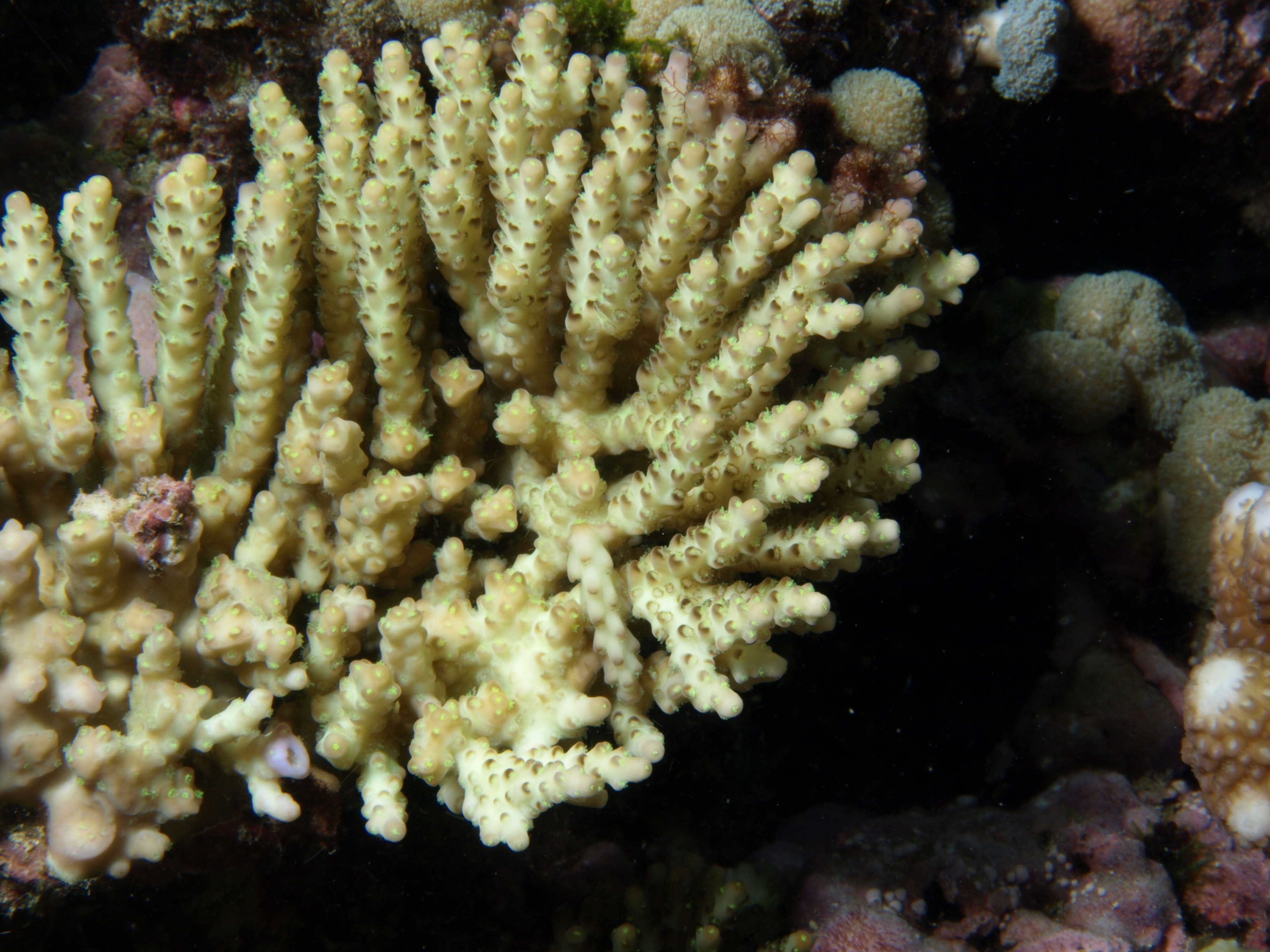 Acropora nana