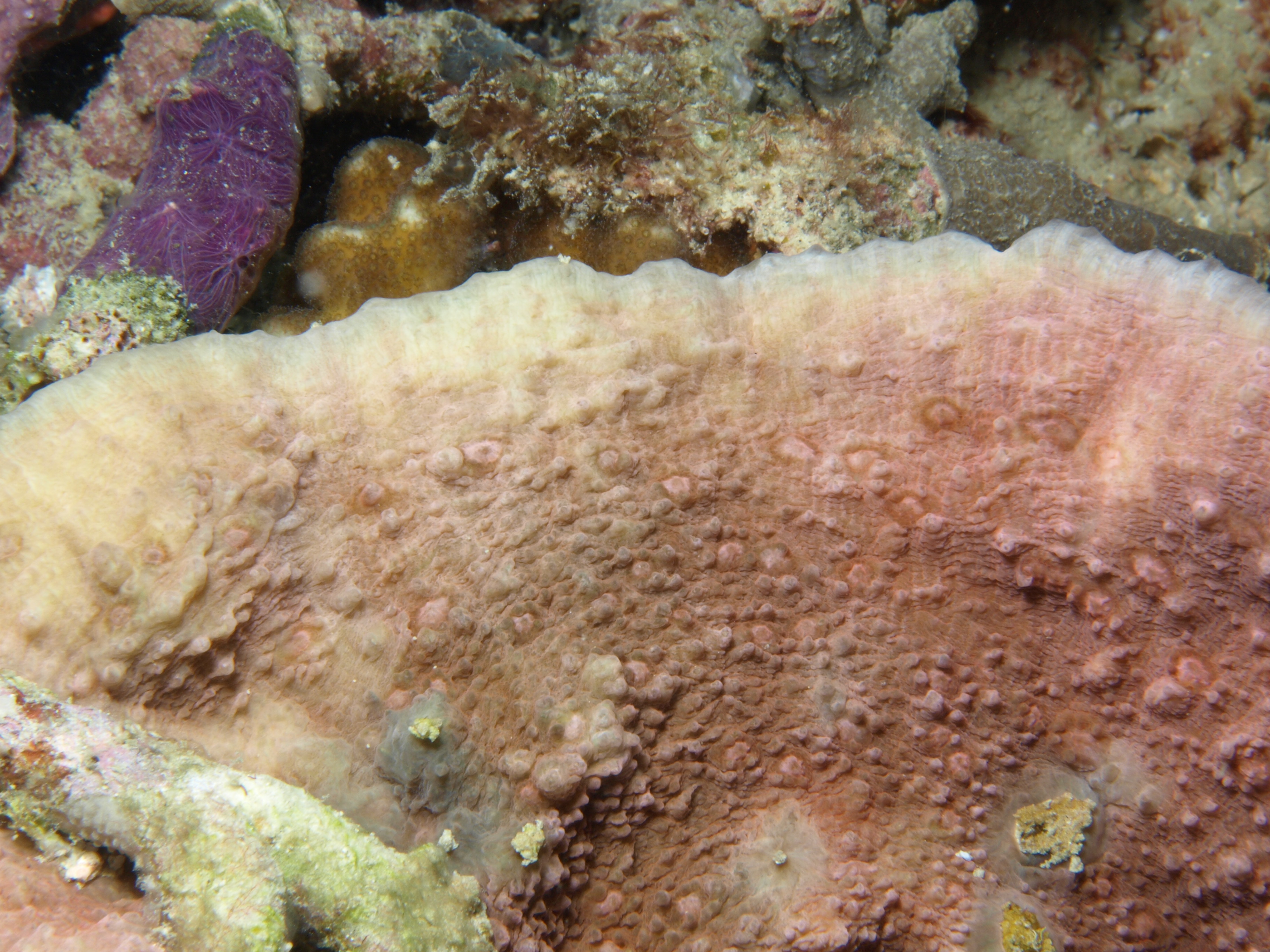 Oxypora glabra