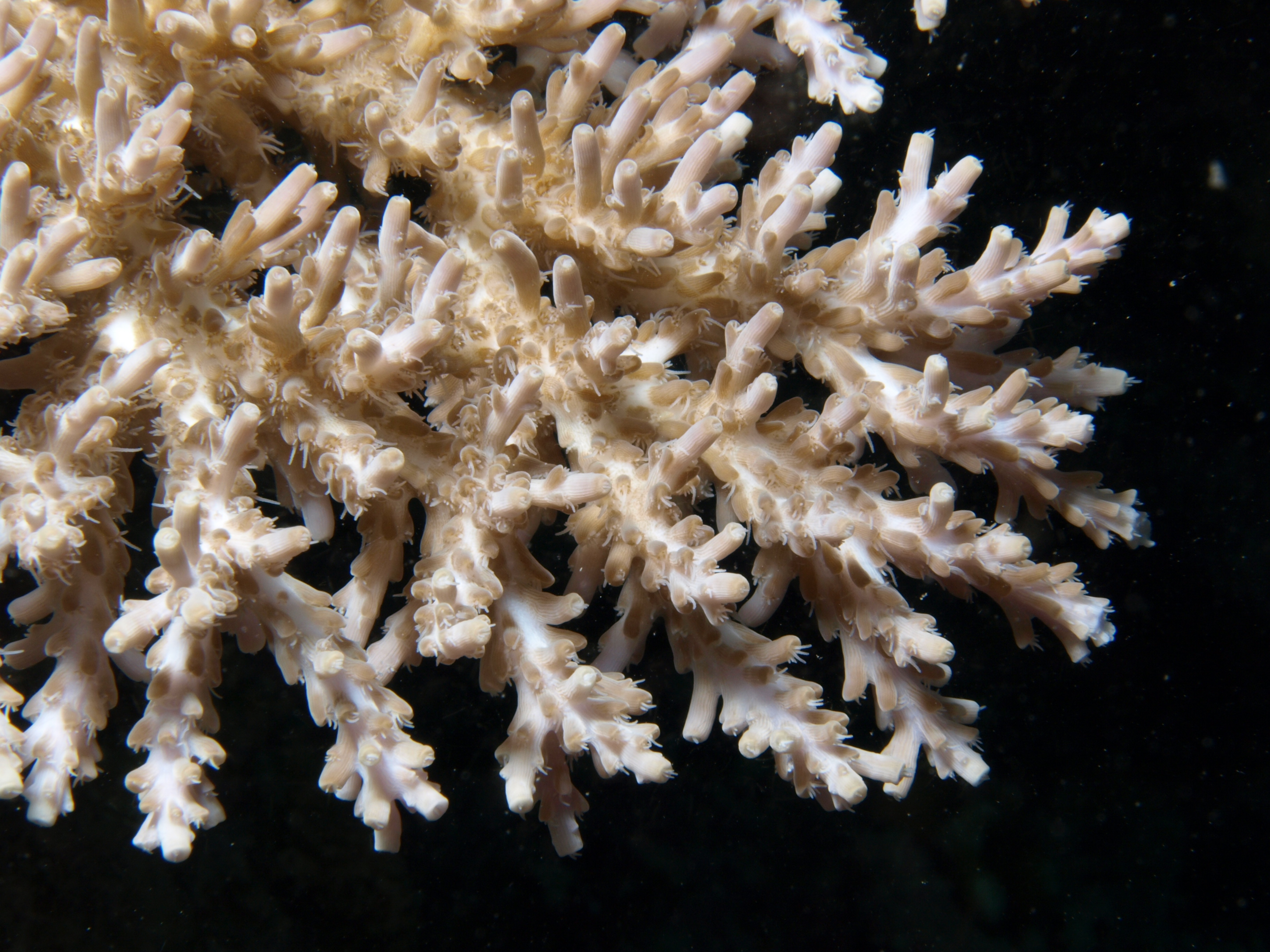 Acropora paniculata