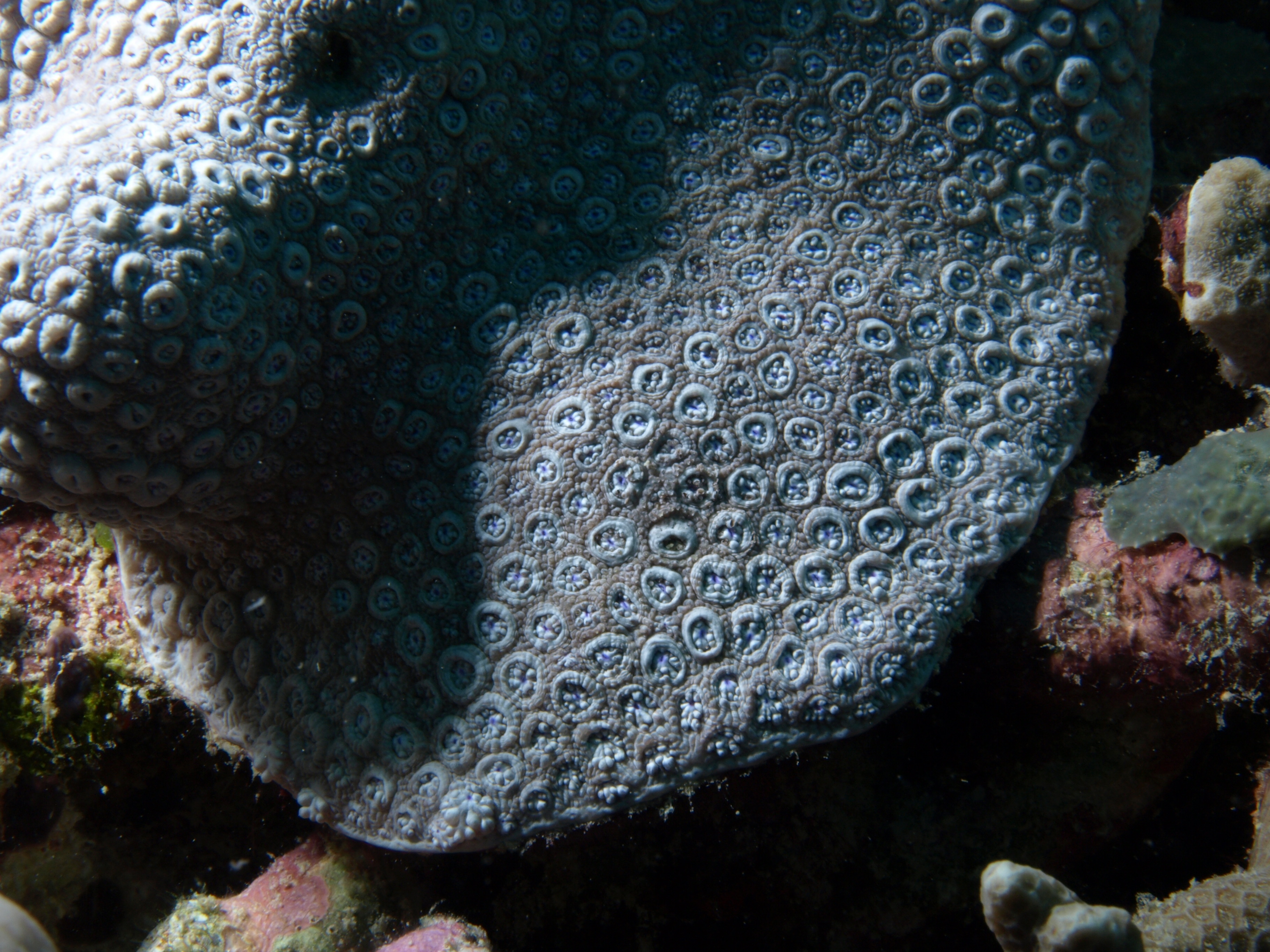 Goniopora somaliensis