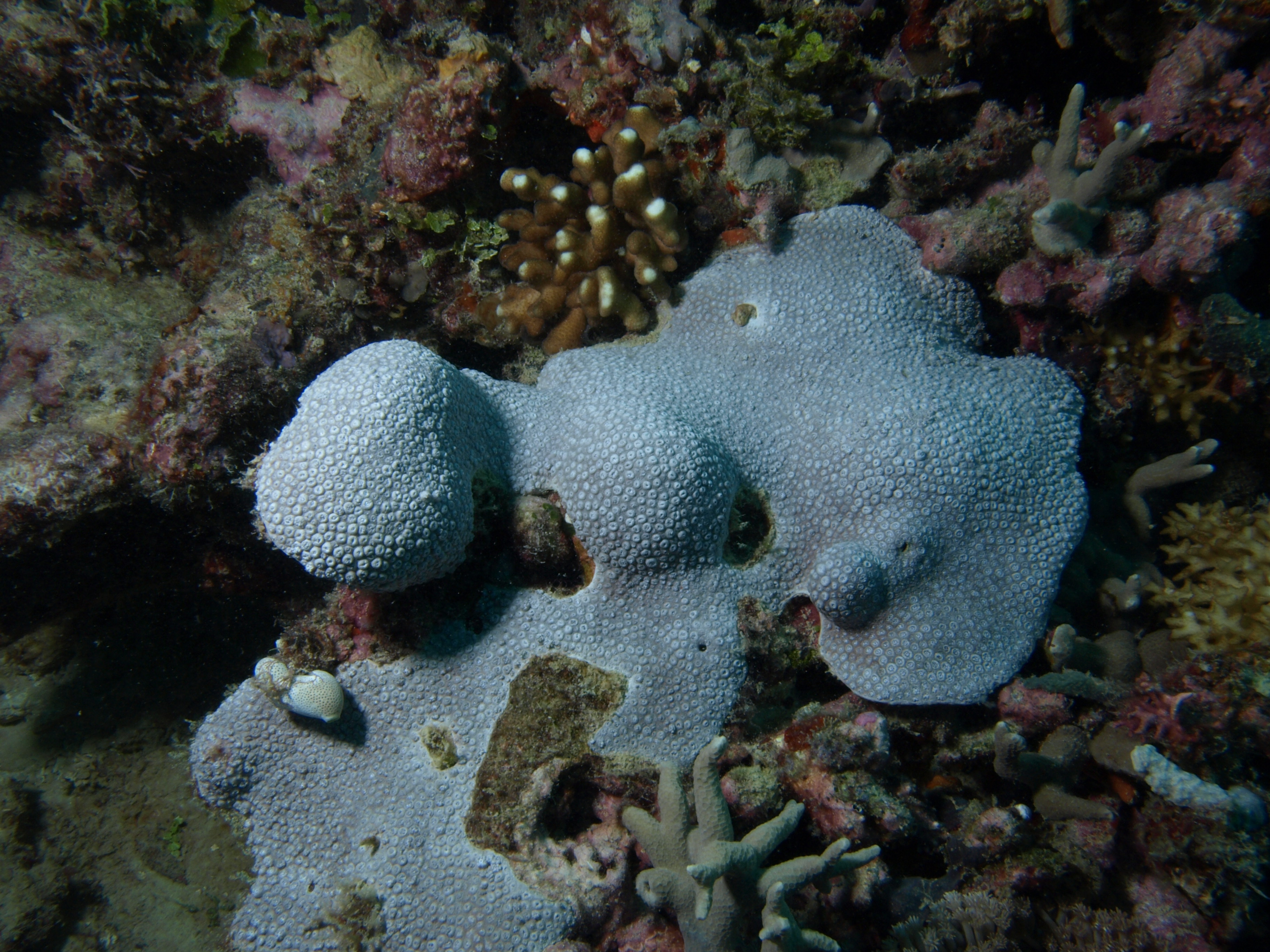 Goniopora somaliensis