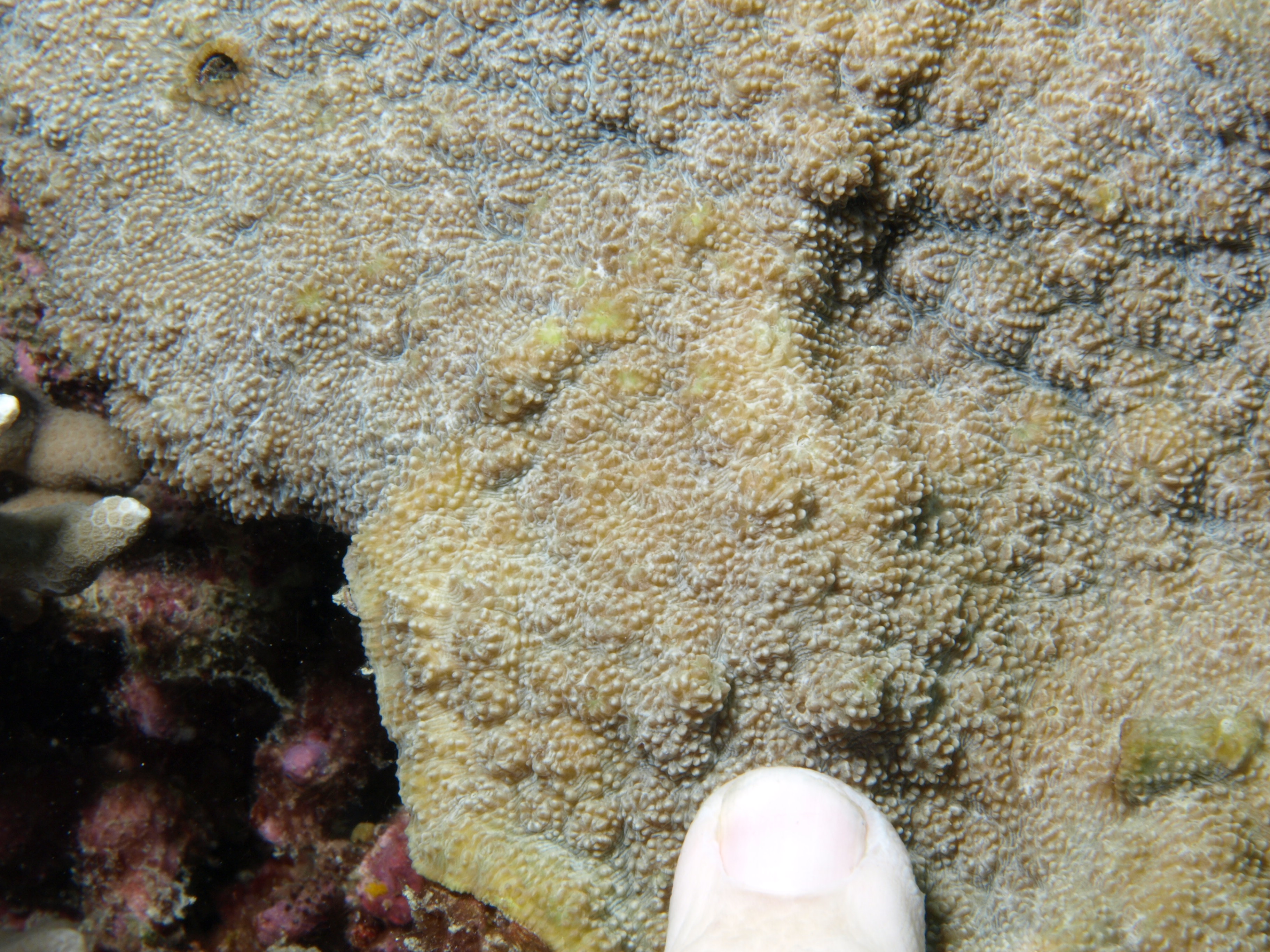 Echinopora gemmacea