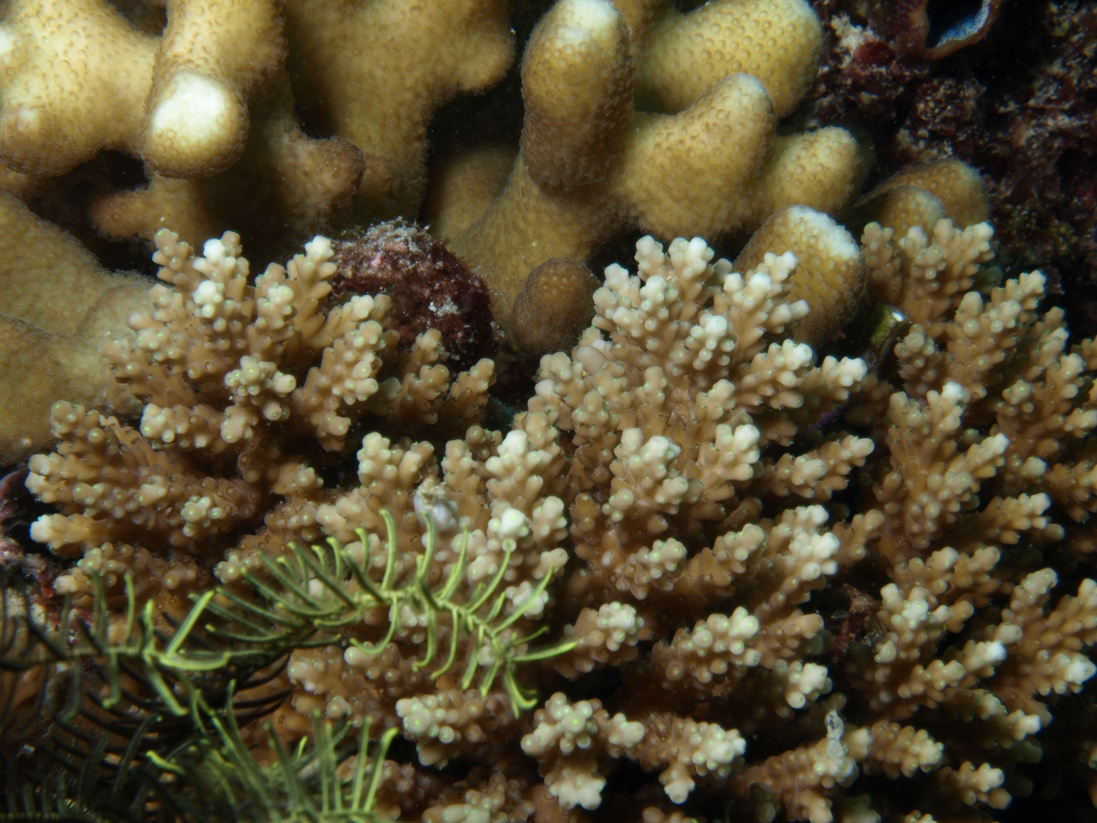 Acropora elseyi