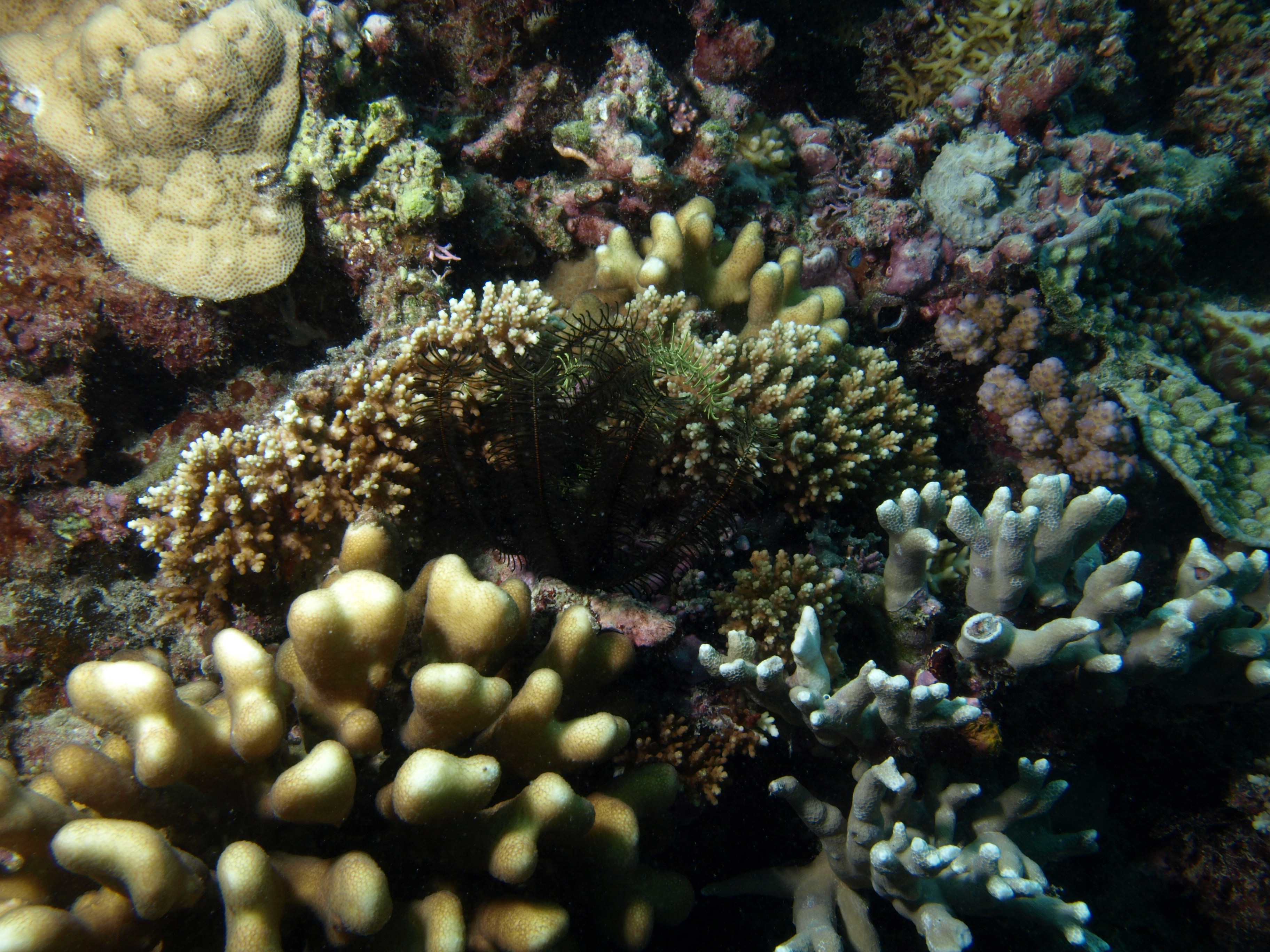 Acropora elseyi