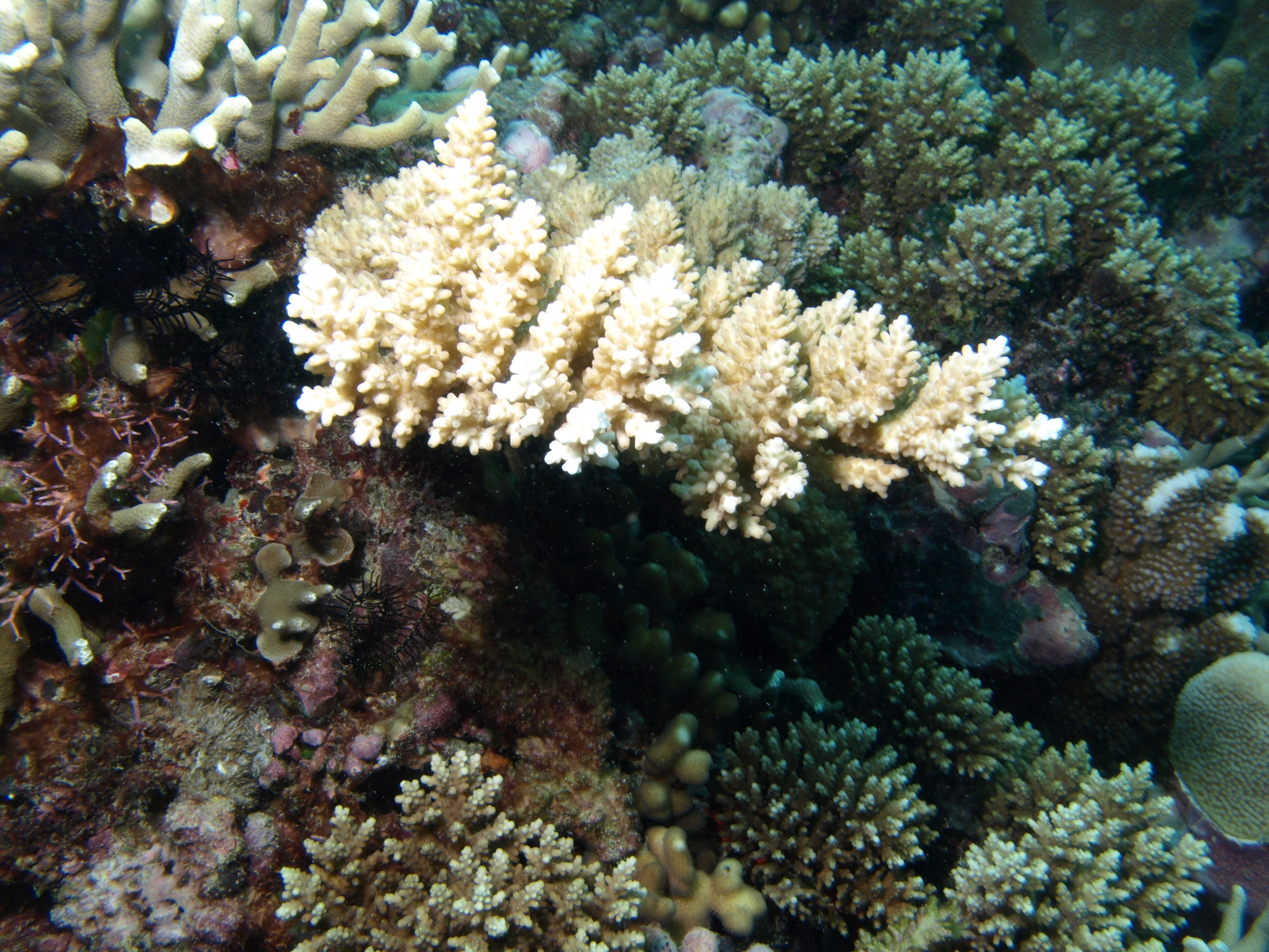 Acropora polystoma