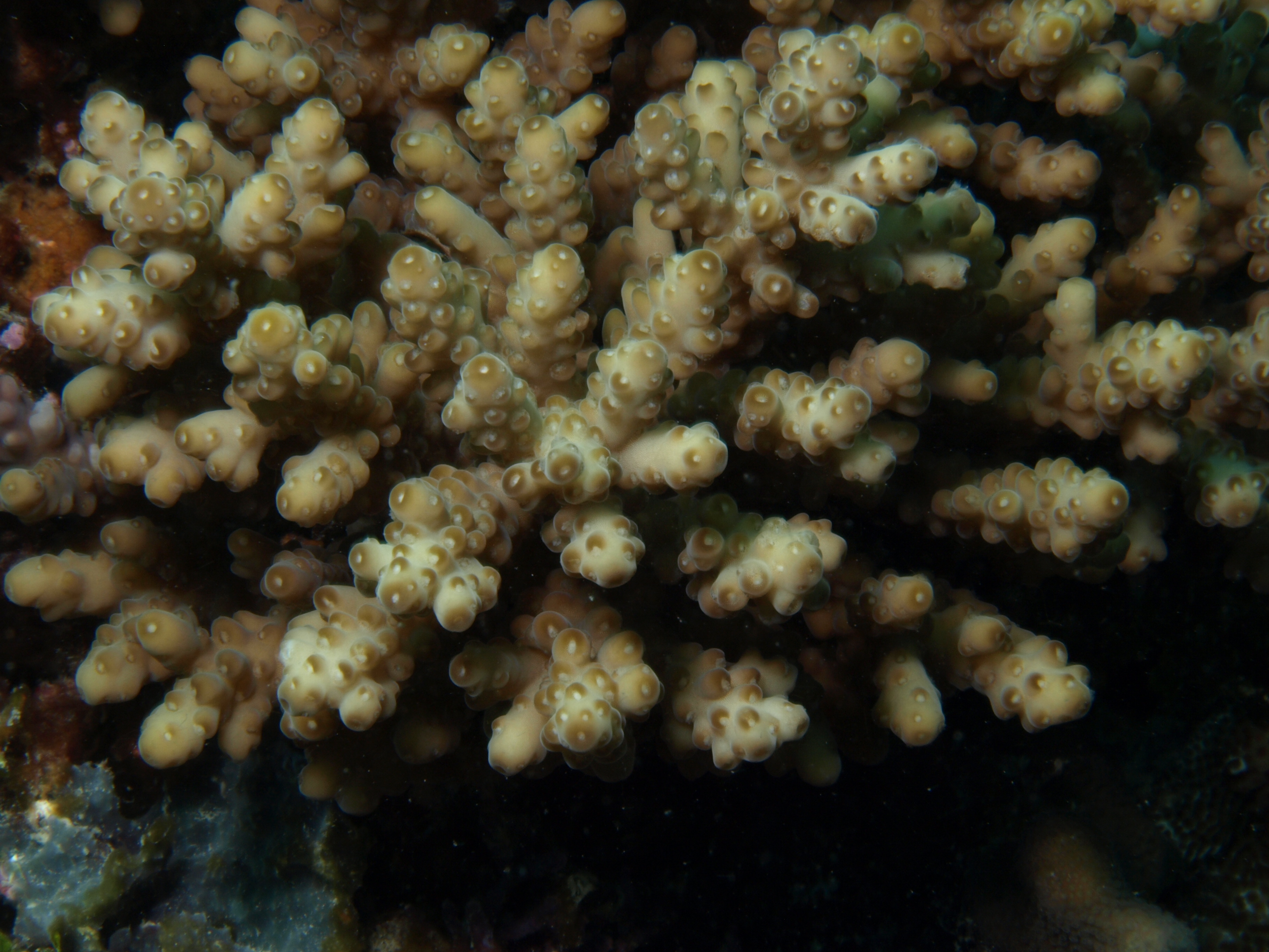 Acropora samoensis