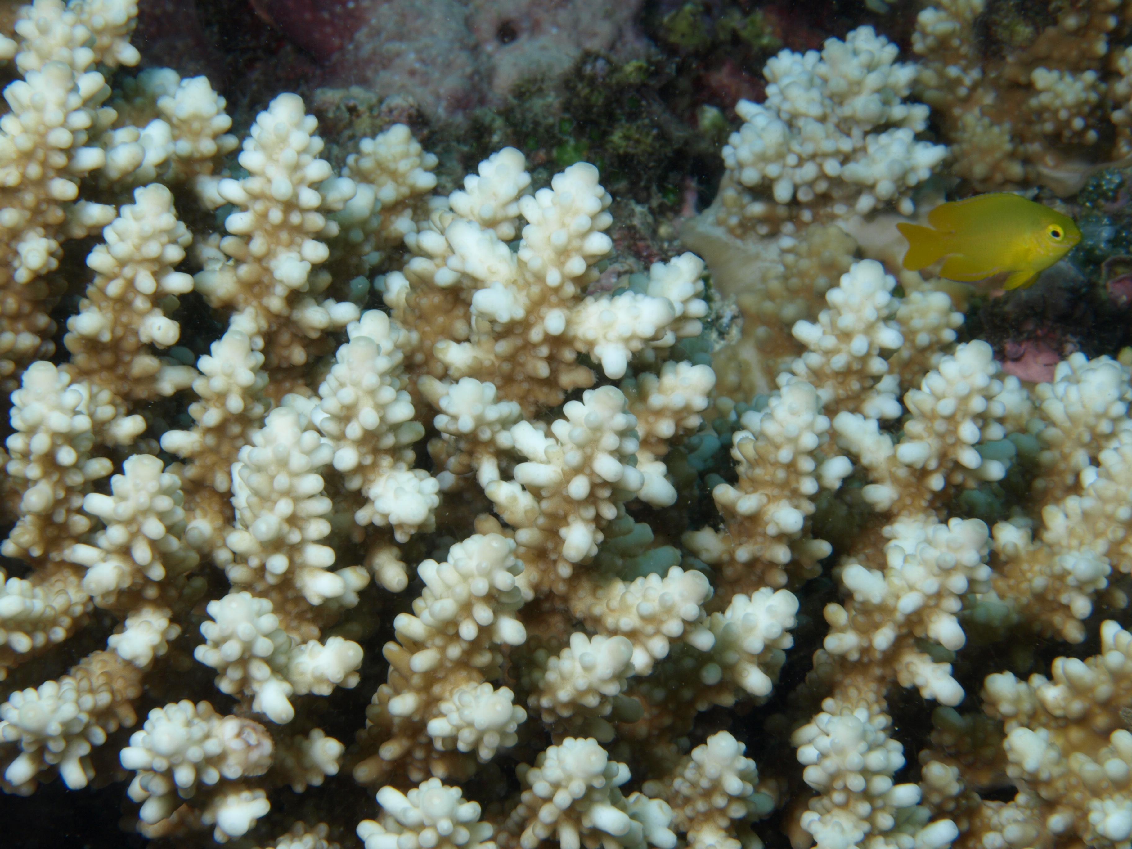 Acropora secale