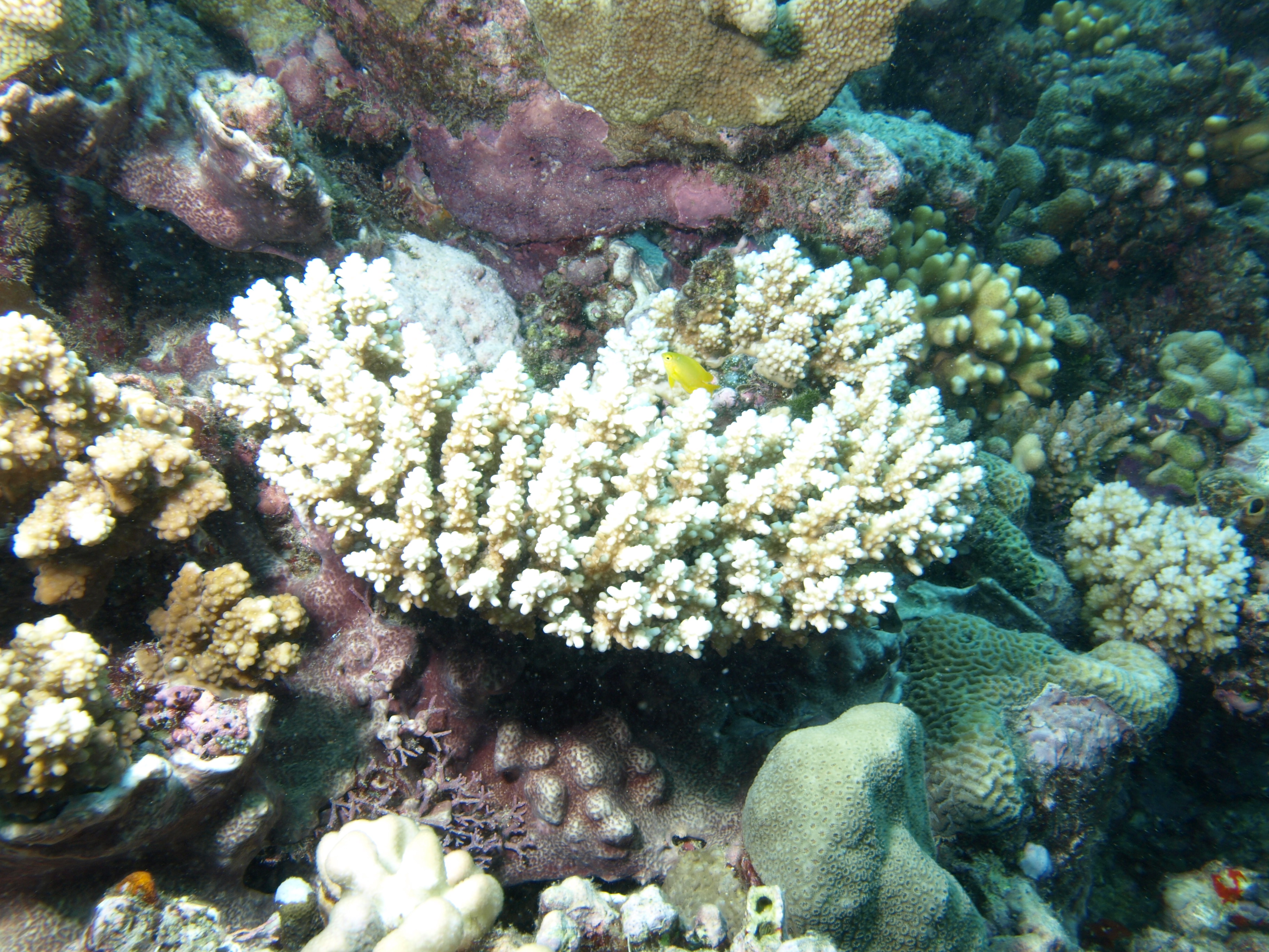 Acropora secale