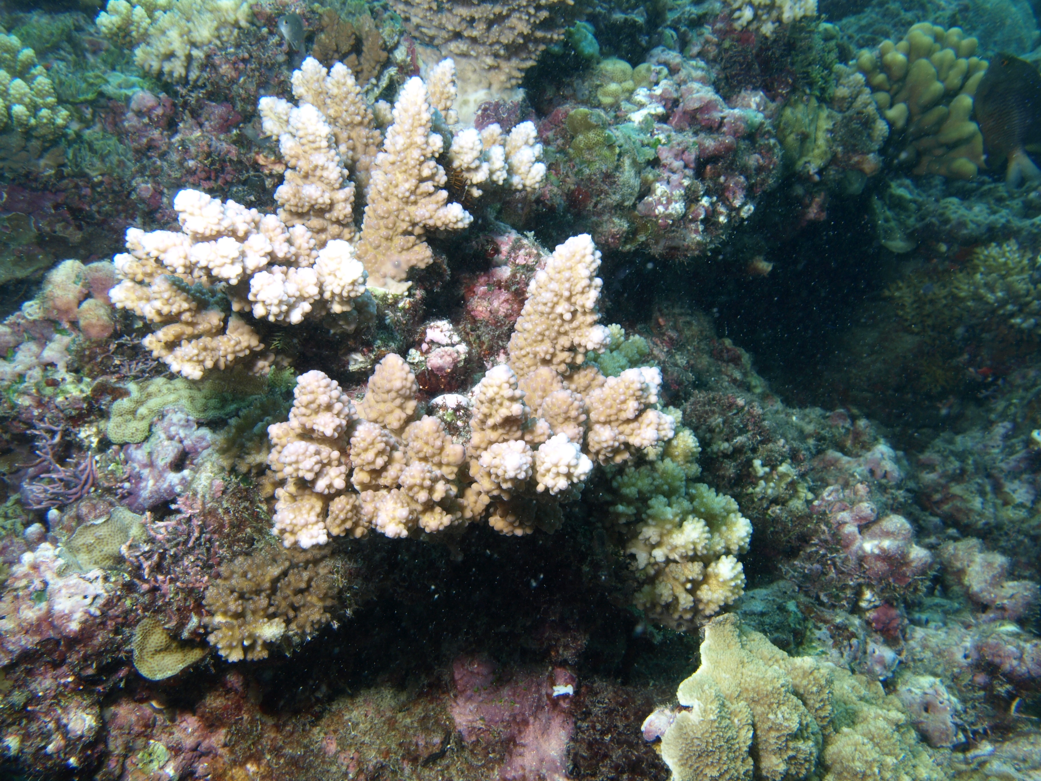 Acropora lutkeni