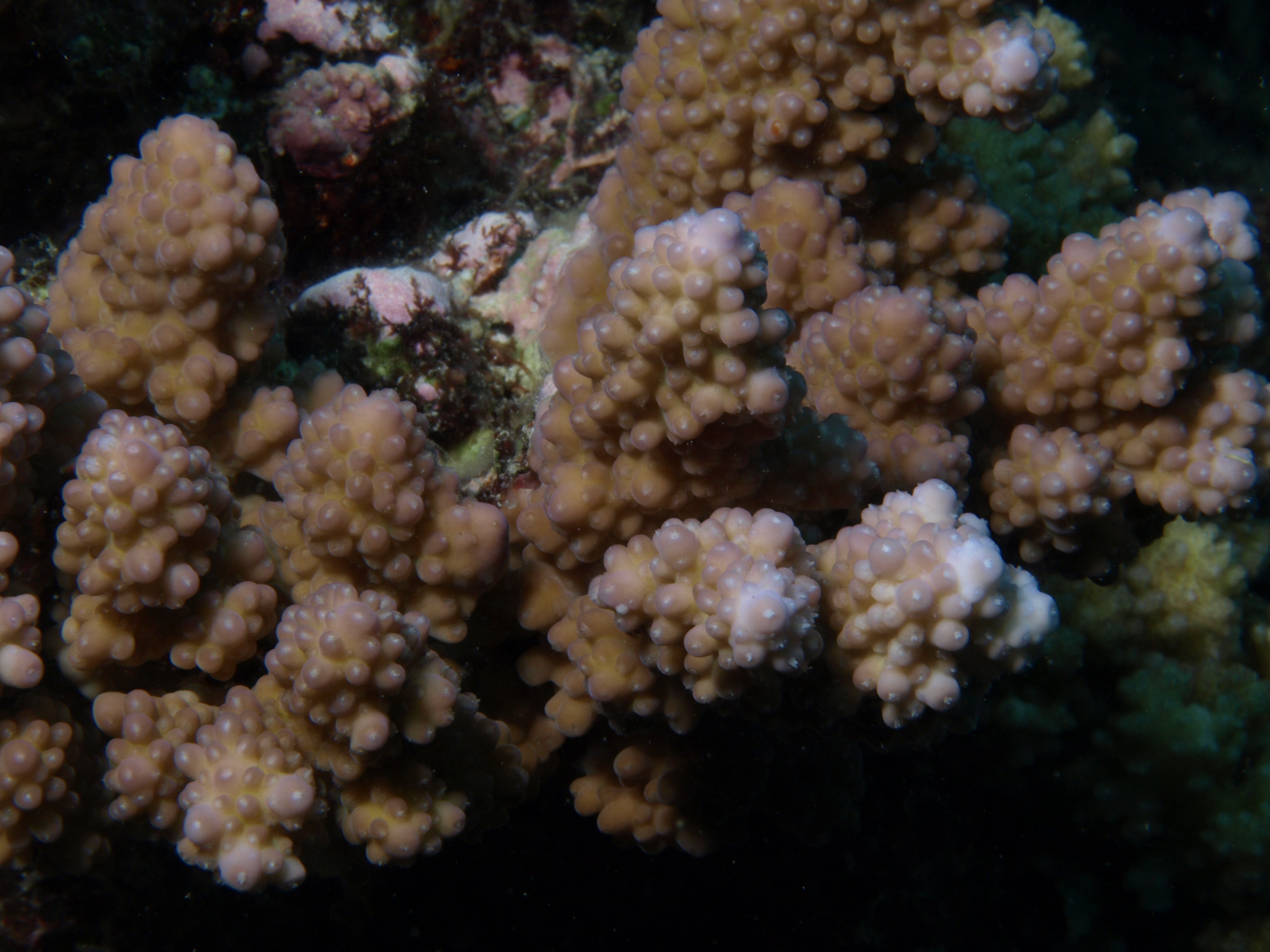 Acropora lutkeni