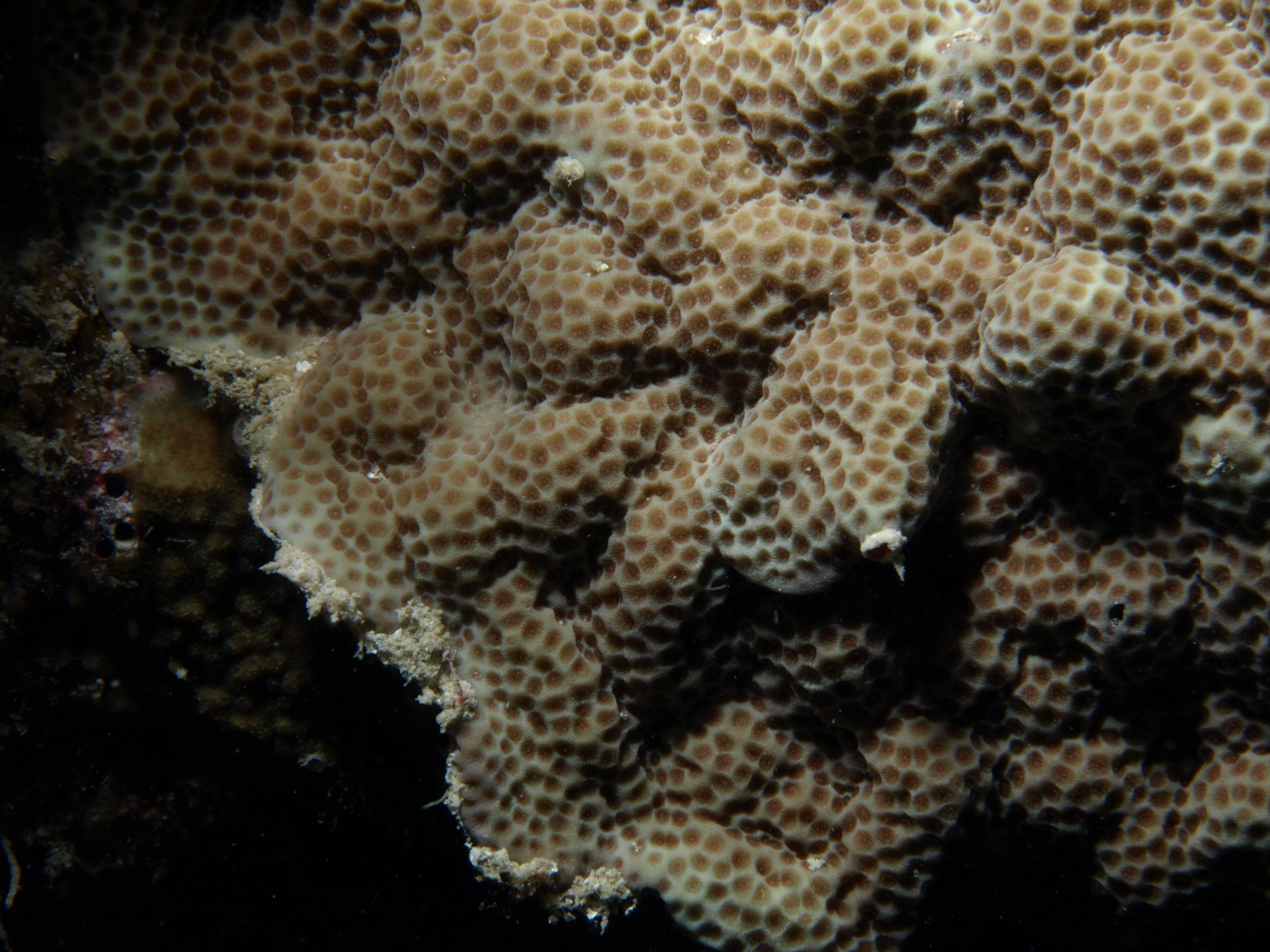 Porites vaughani
