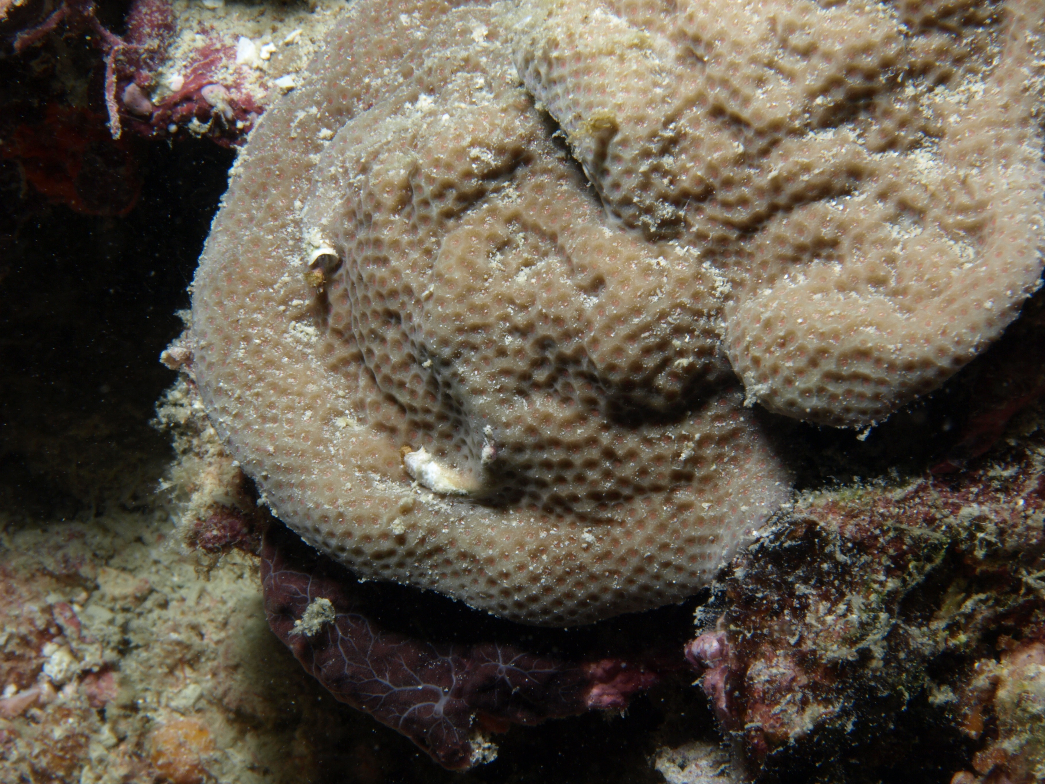 Porites murrayensis