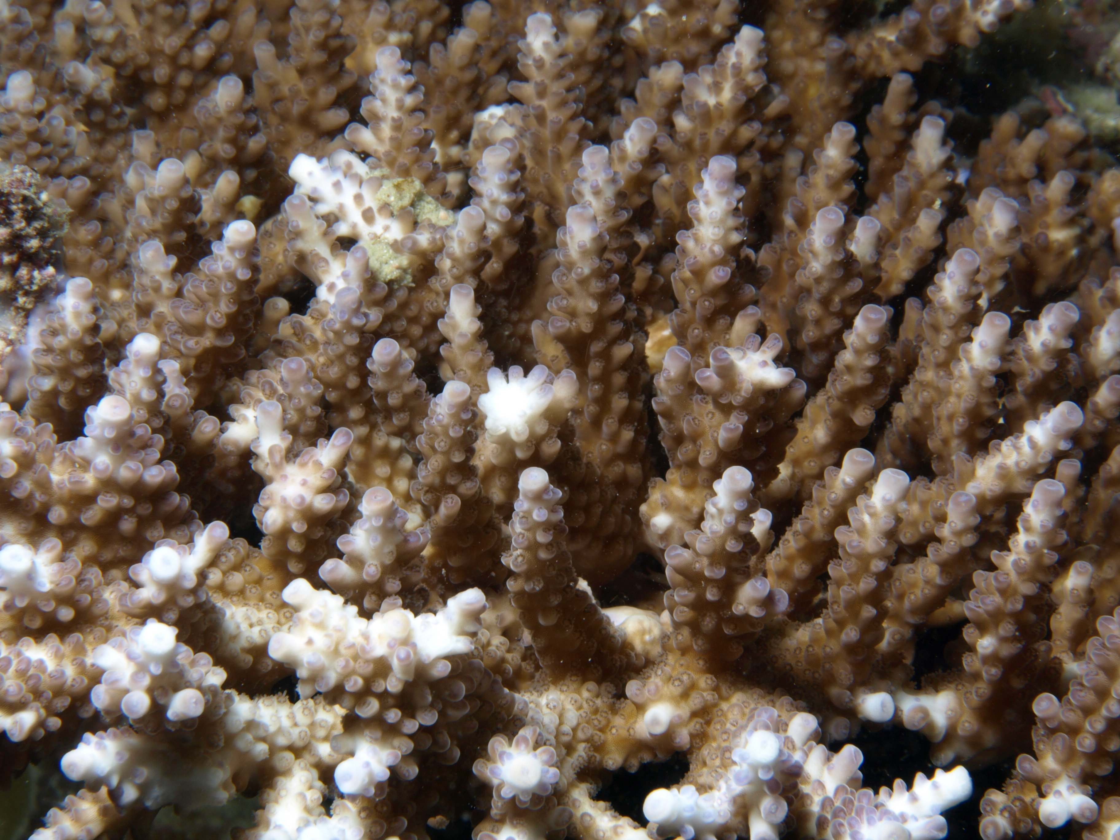 Acropora valida