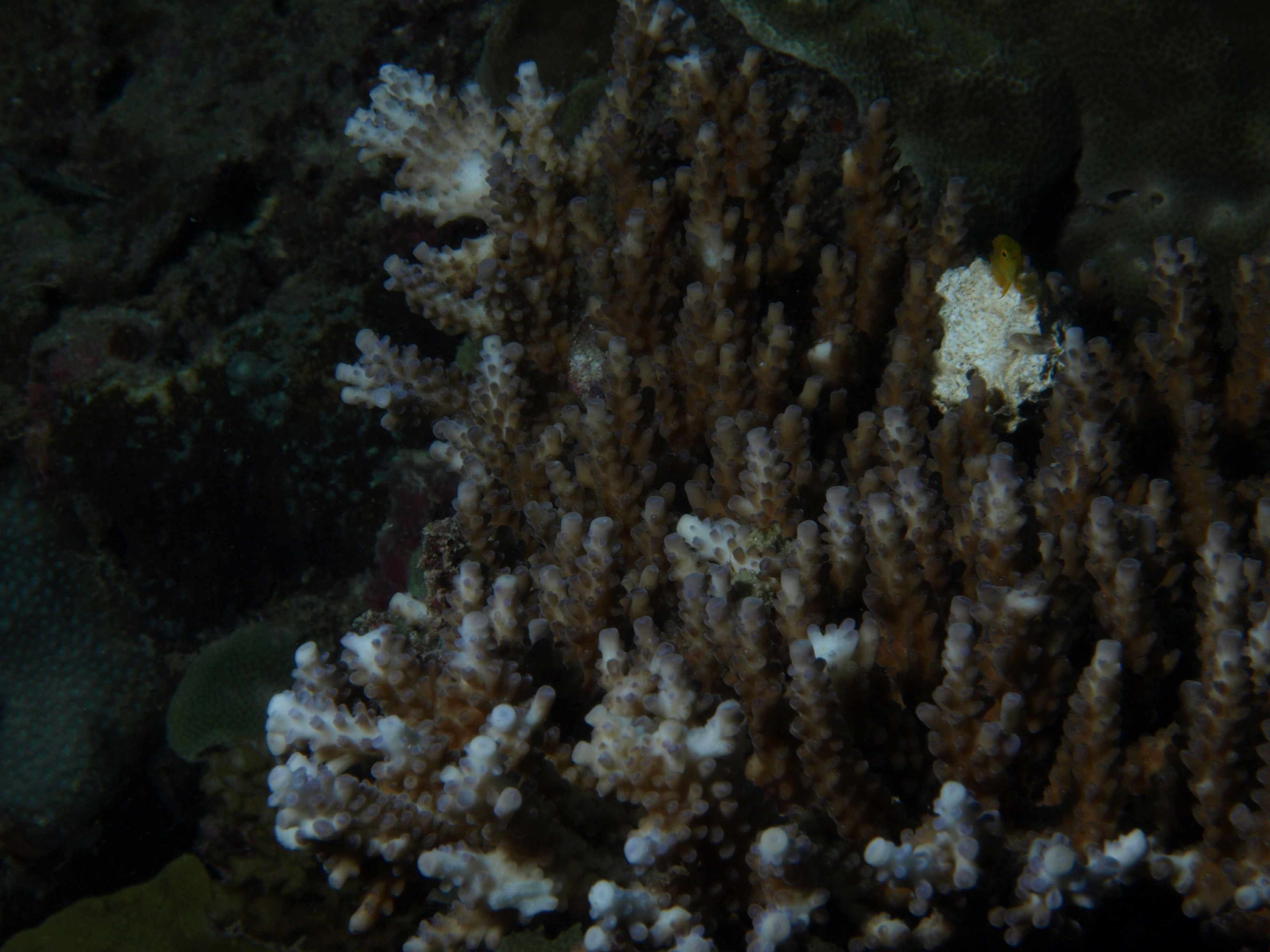 Acropora valida