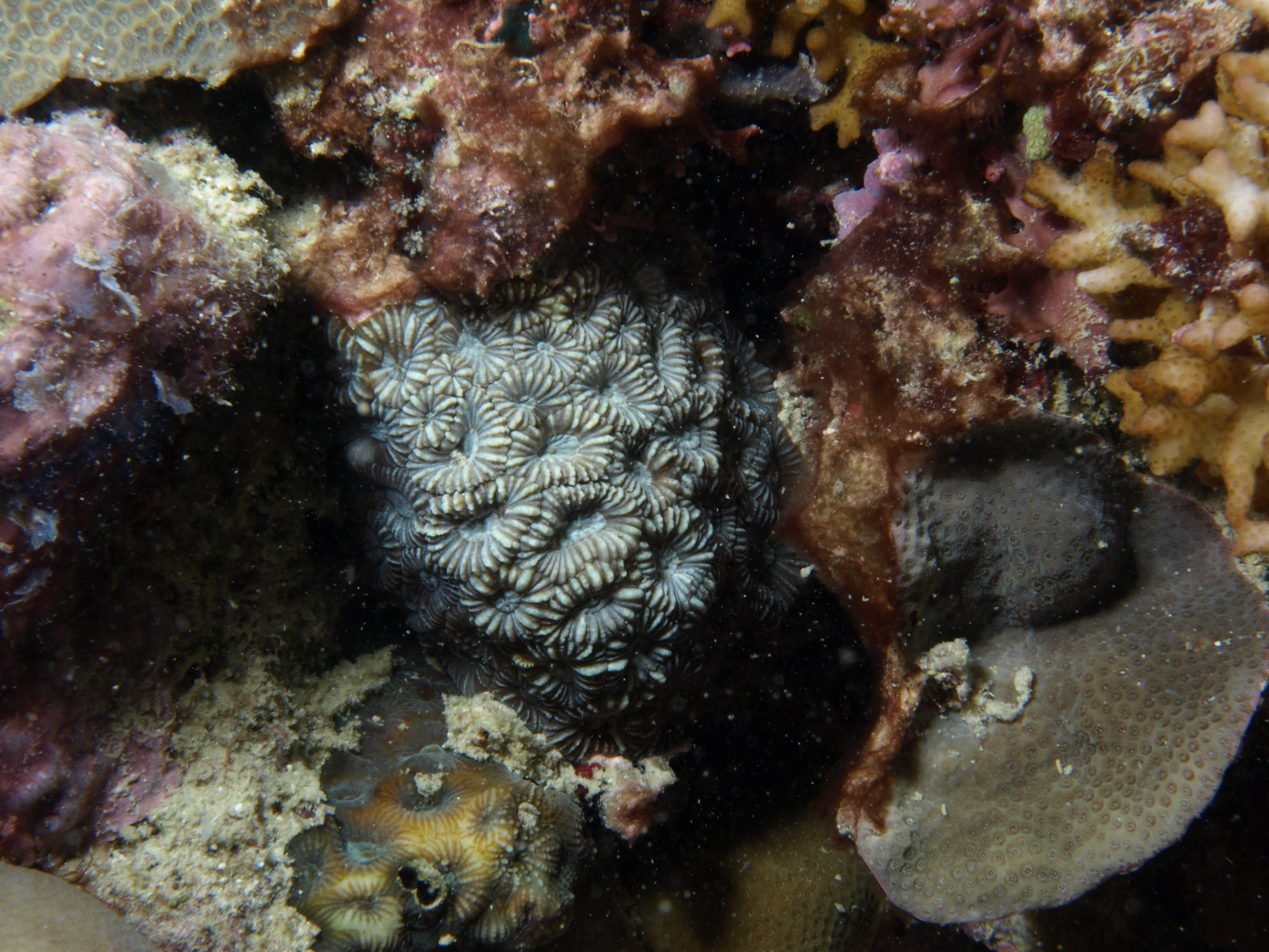 Montastrea valenciennesi