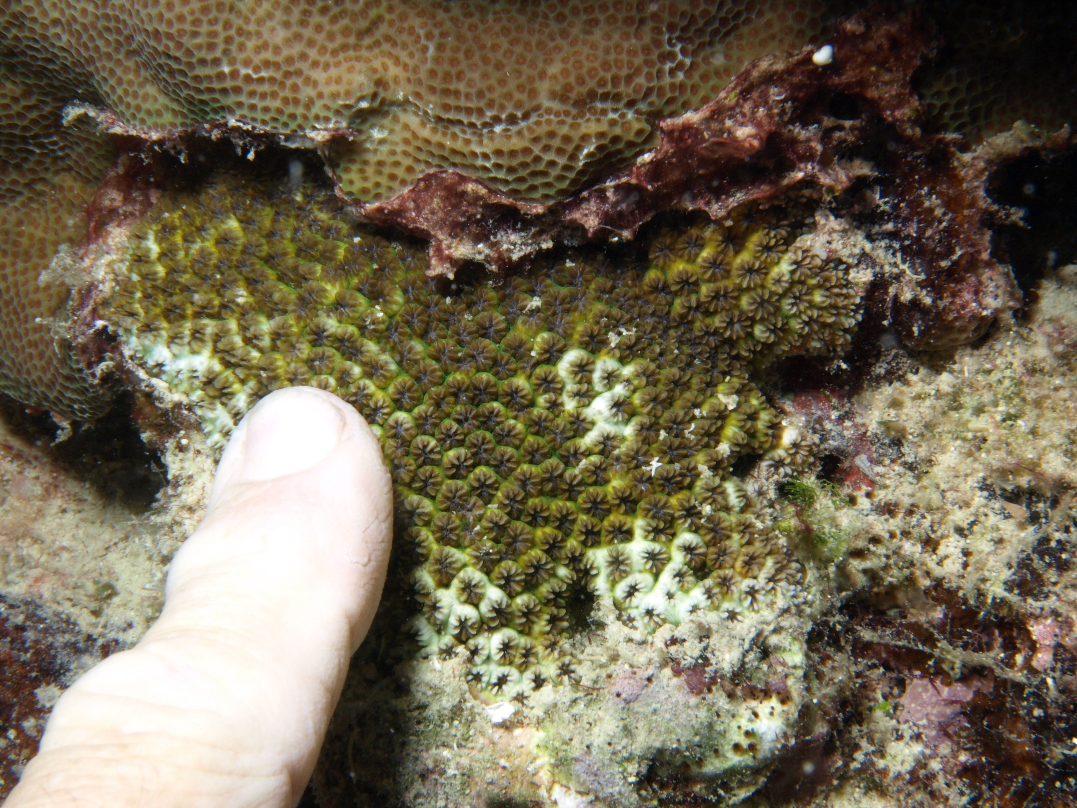 Leptastrea inaequalis