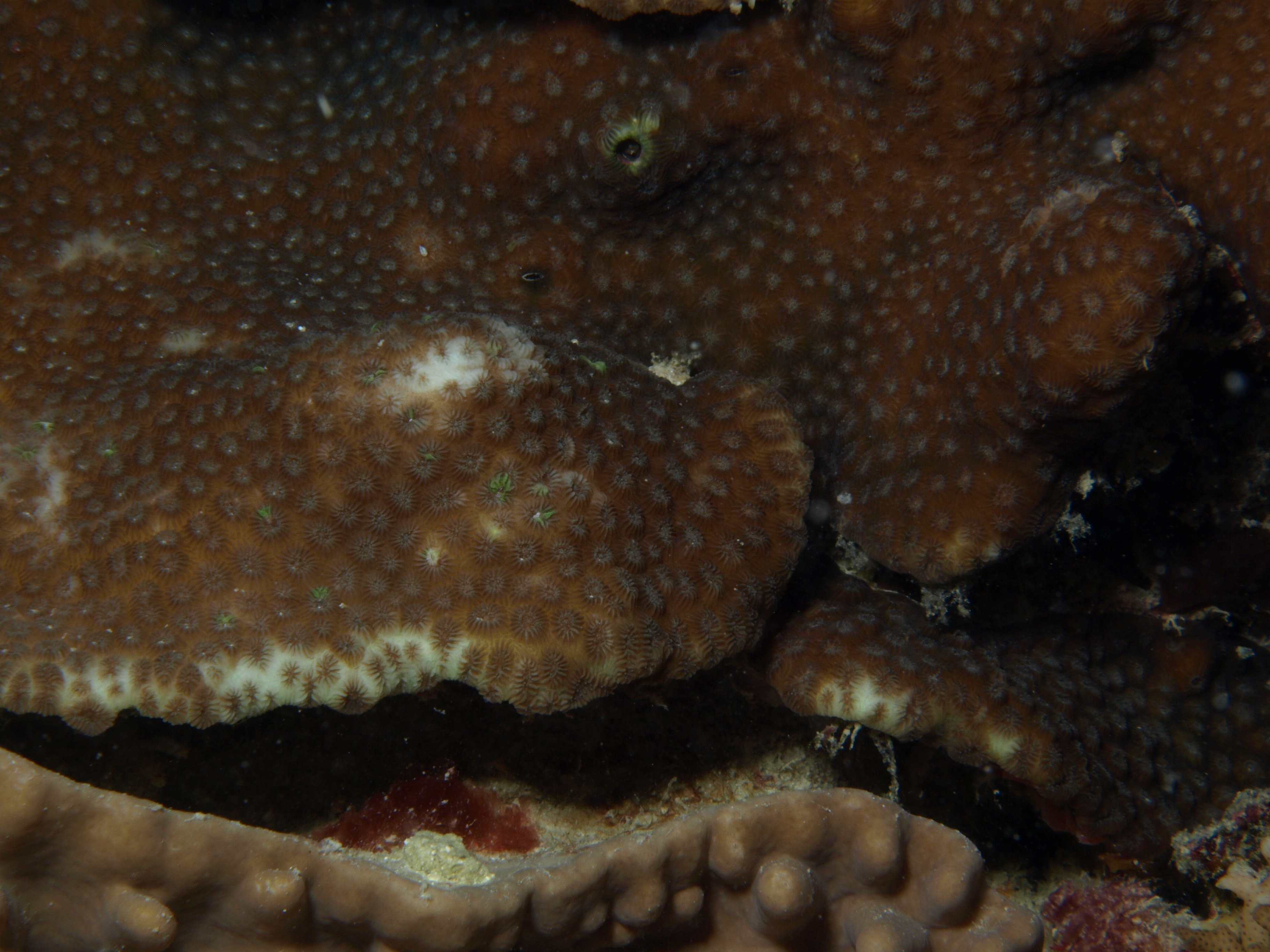 Favia stelligera