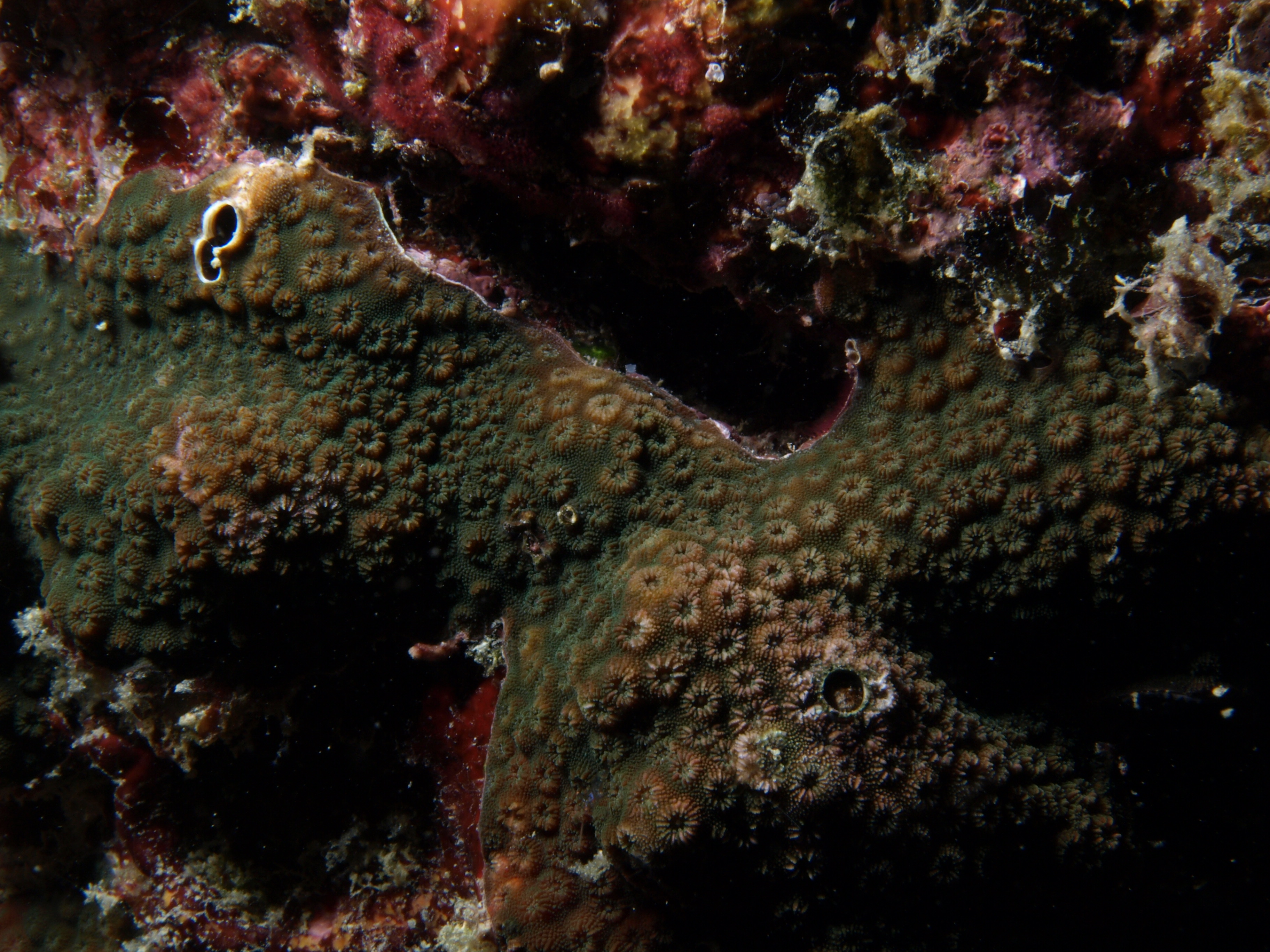 Cyphastrea microphthalma
