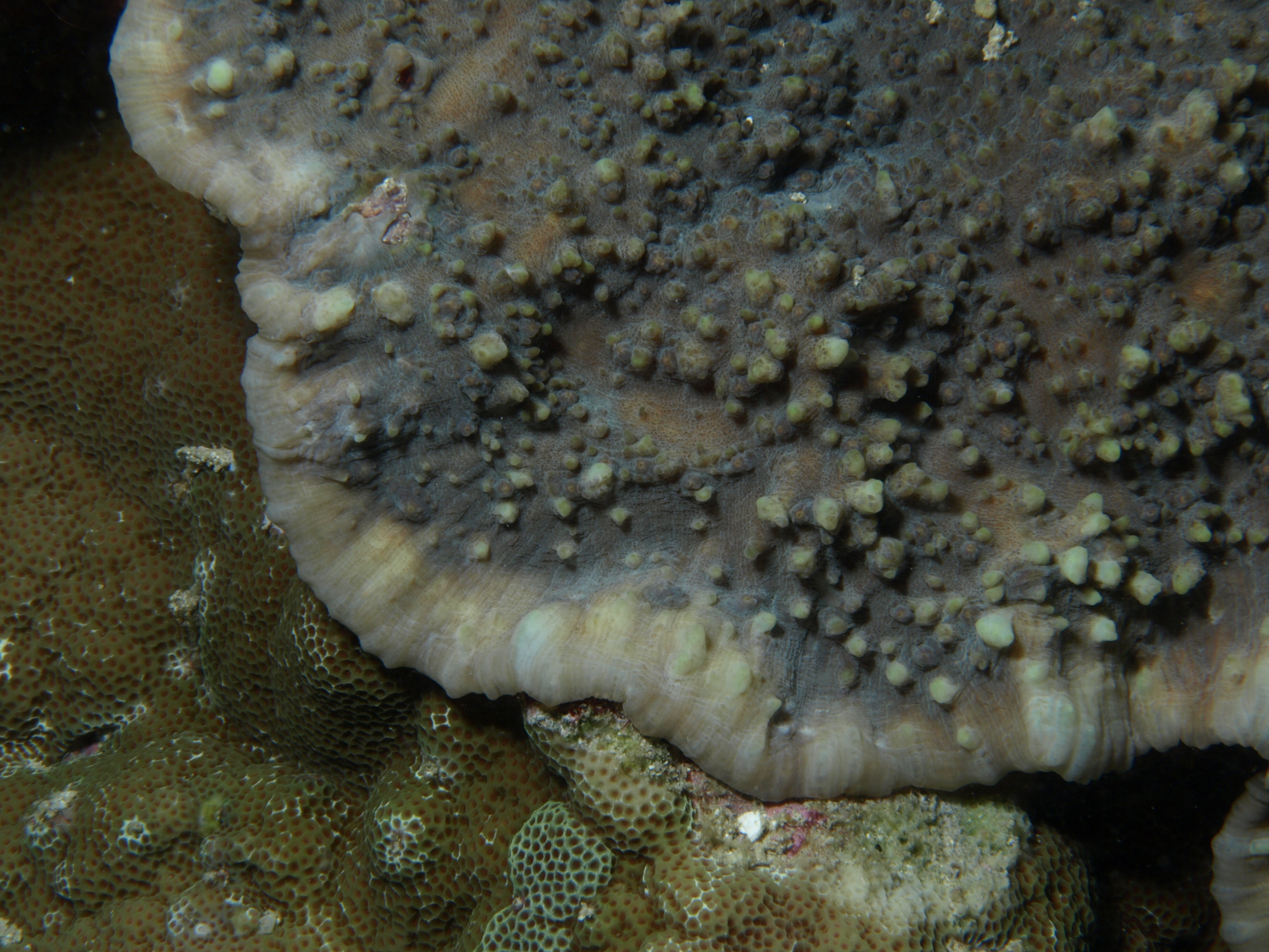Echinophyllia aspera