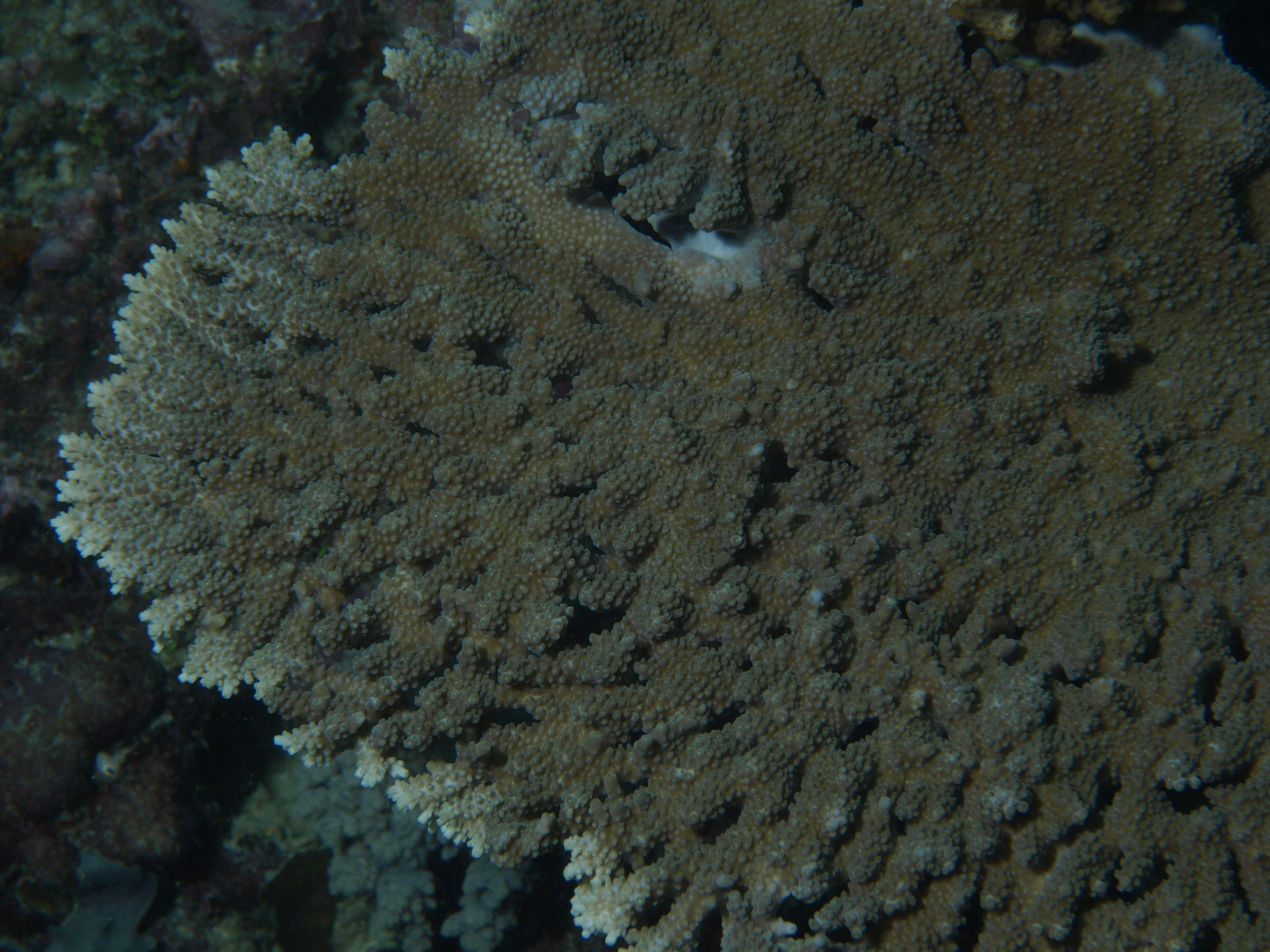 Acropora clathrata