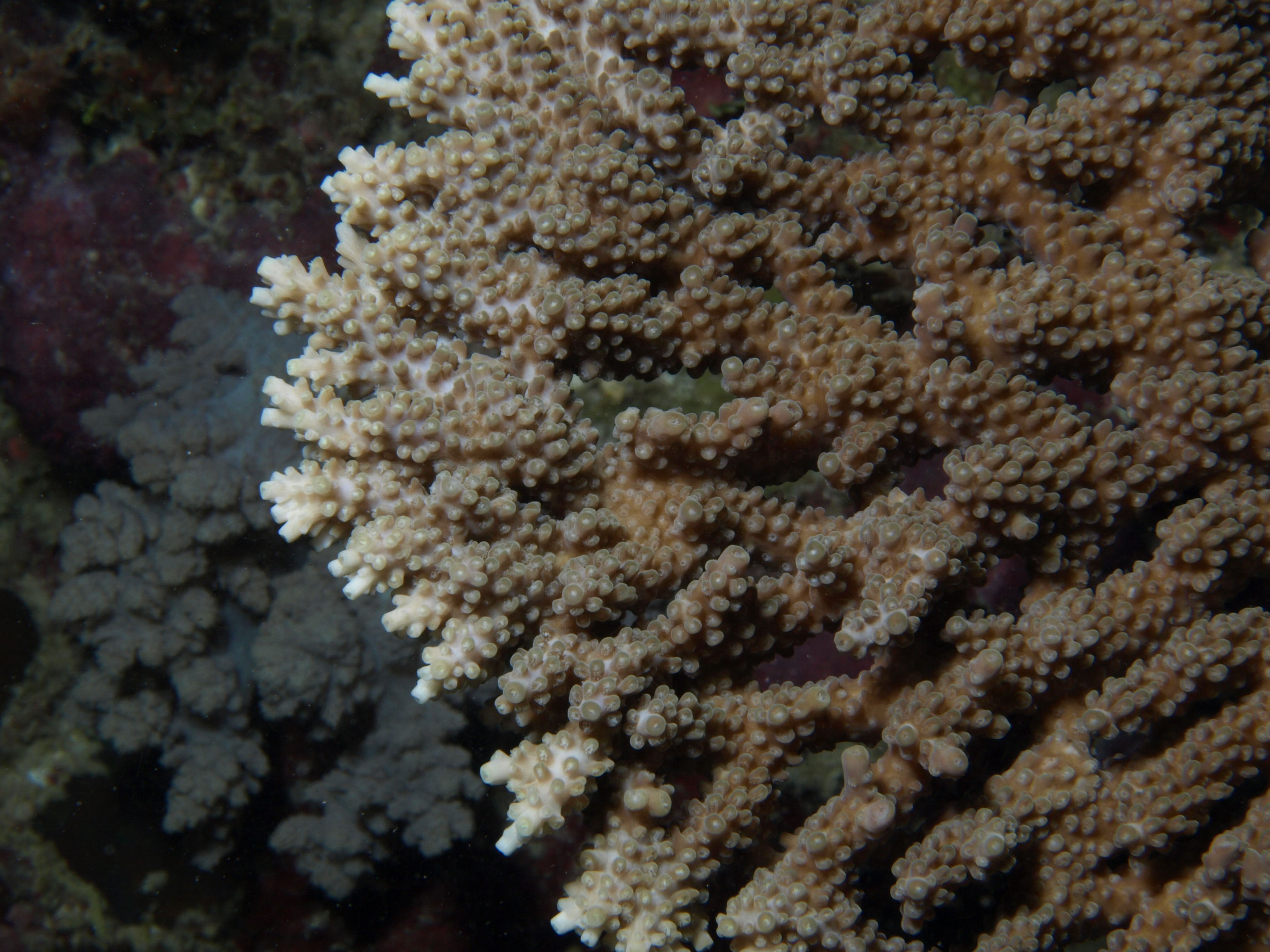 Acropora clathrata