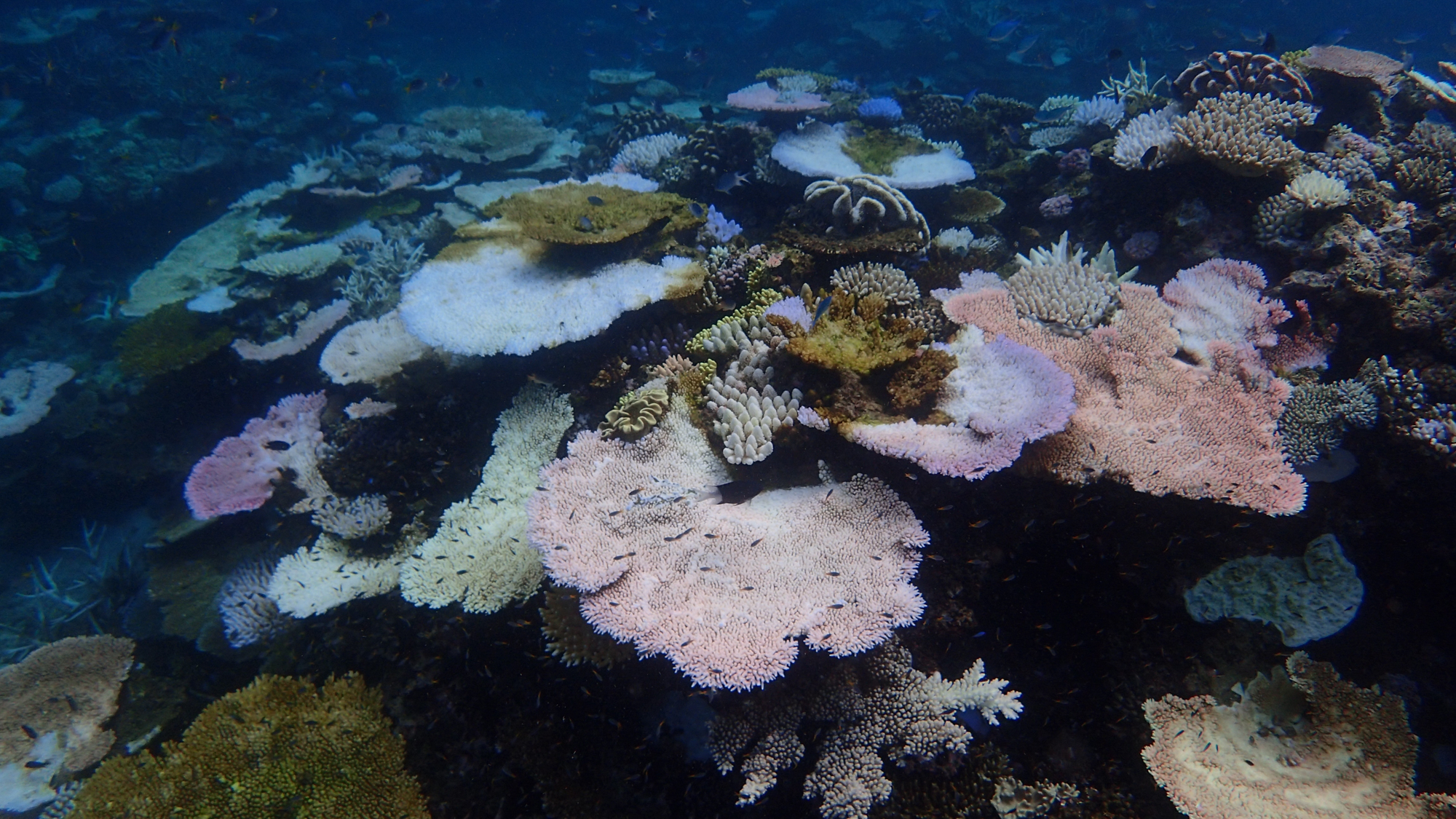 Reef bleaching in March 2017