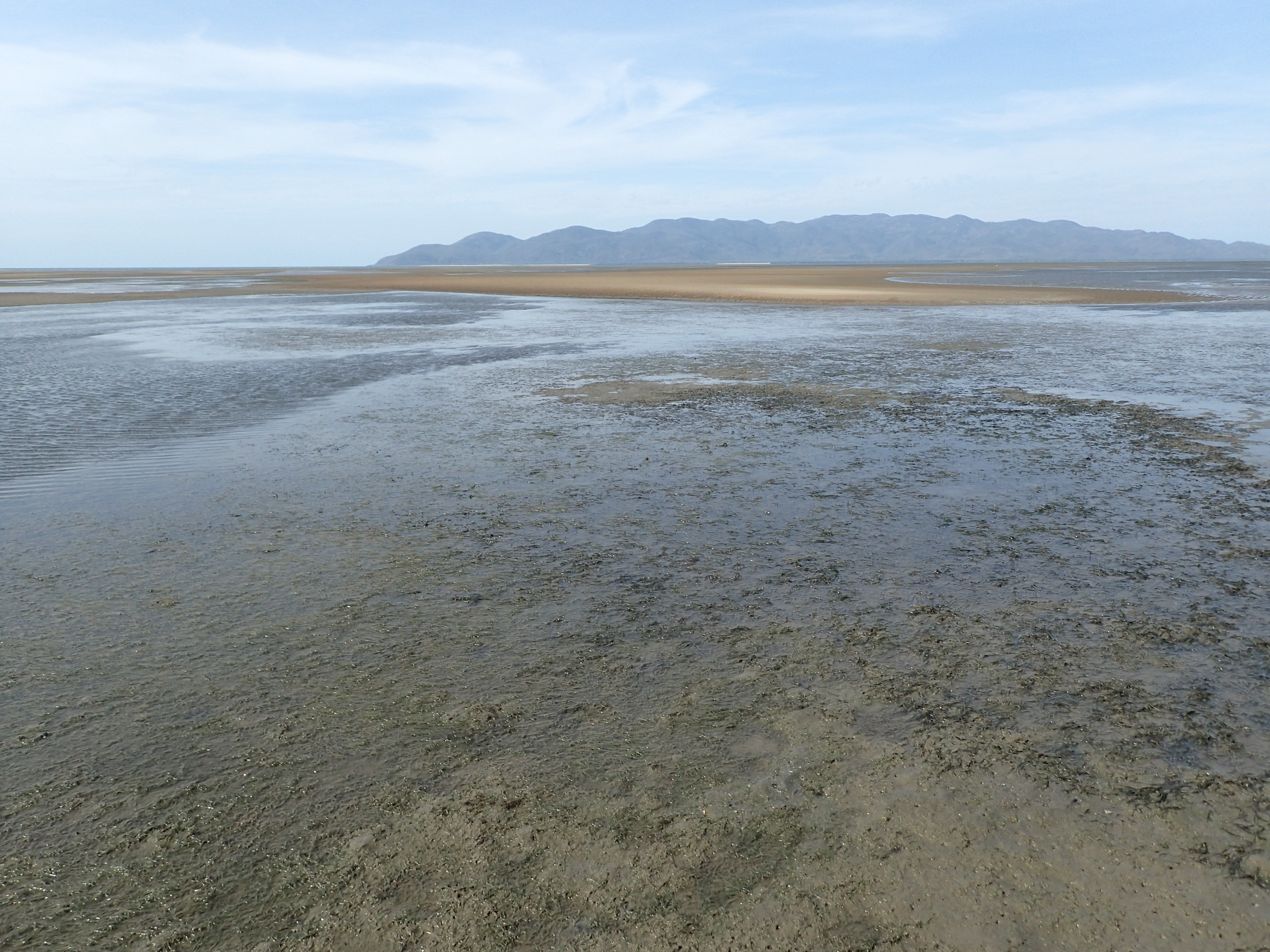Intertidal seagrass meadow