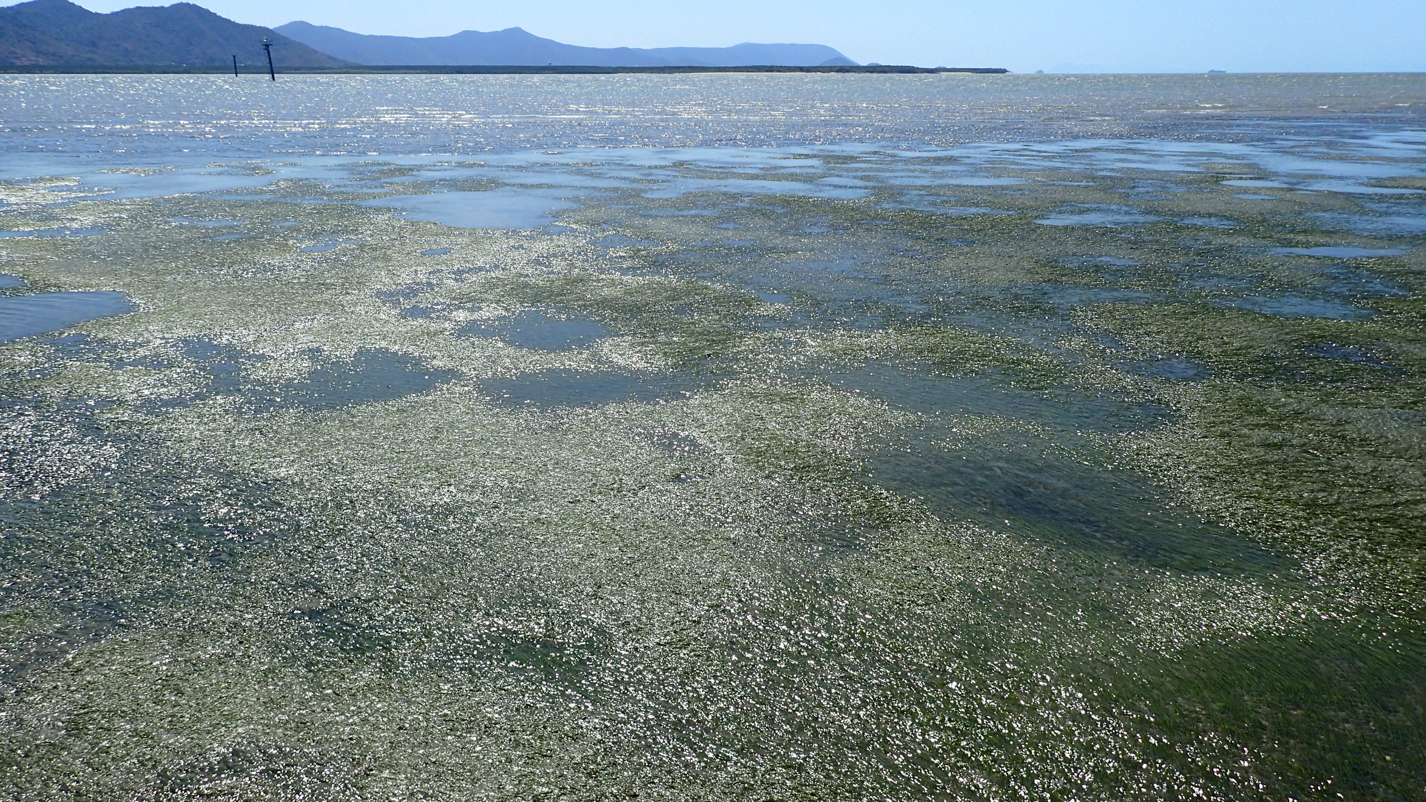 Intertidal seagrass meadow