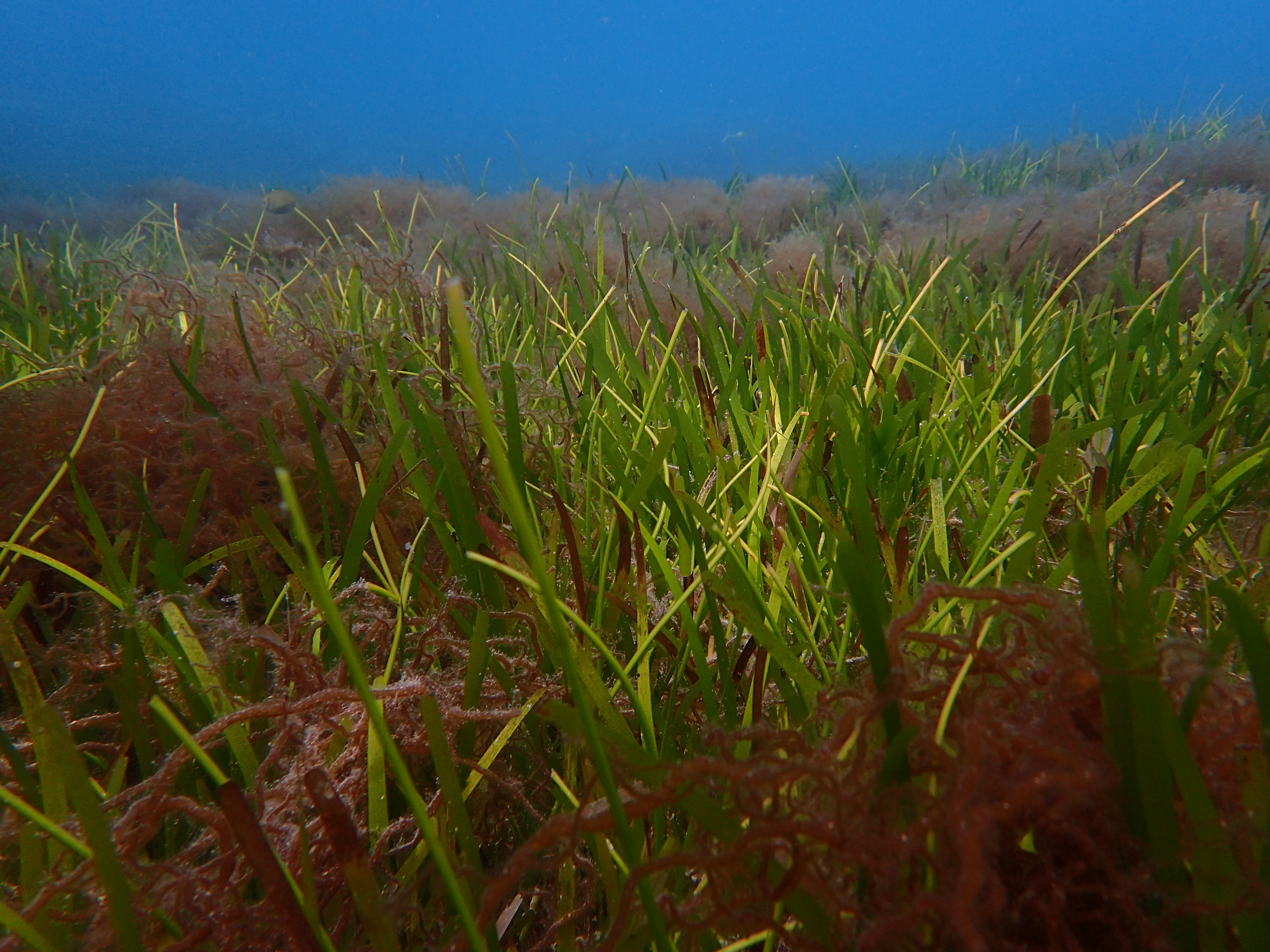 Subtidal mixed species meadow