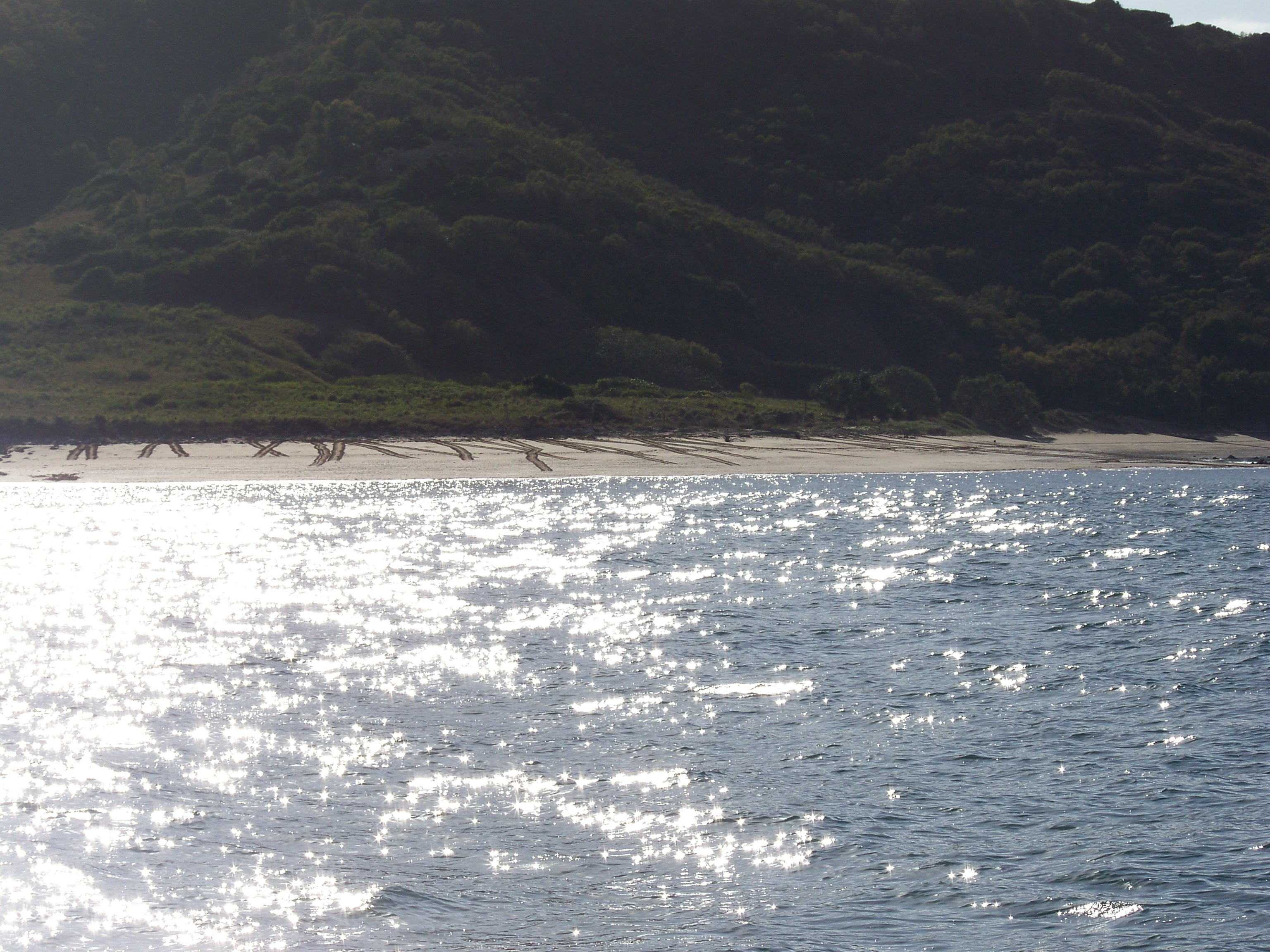 Turtle tracks on Peak island