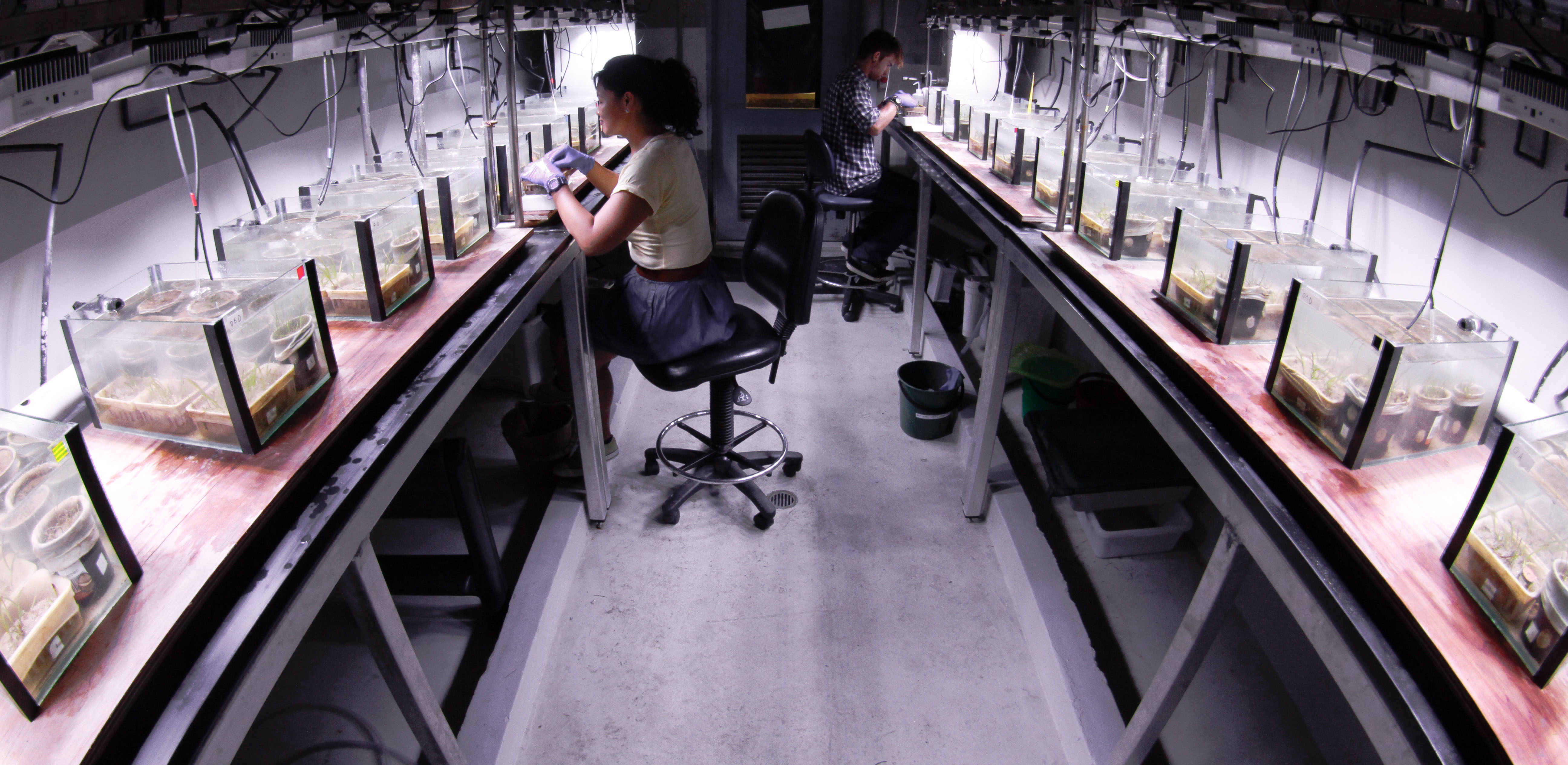 Experiments on seagrass in an Australian Institute of Marine Science's laboratory, Townsville