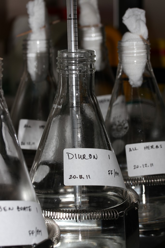 Flasks in pilot herbicide degradation experiment, Australian Institute of Marine Science, Townsville