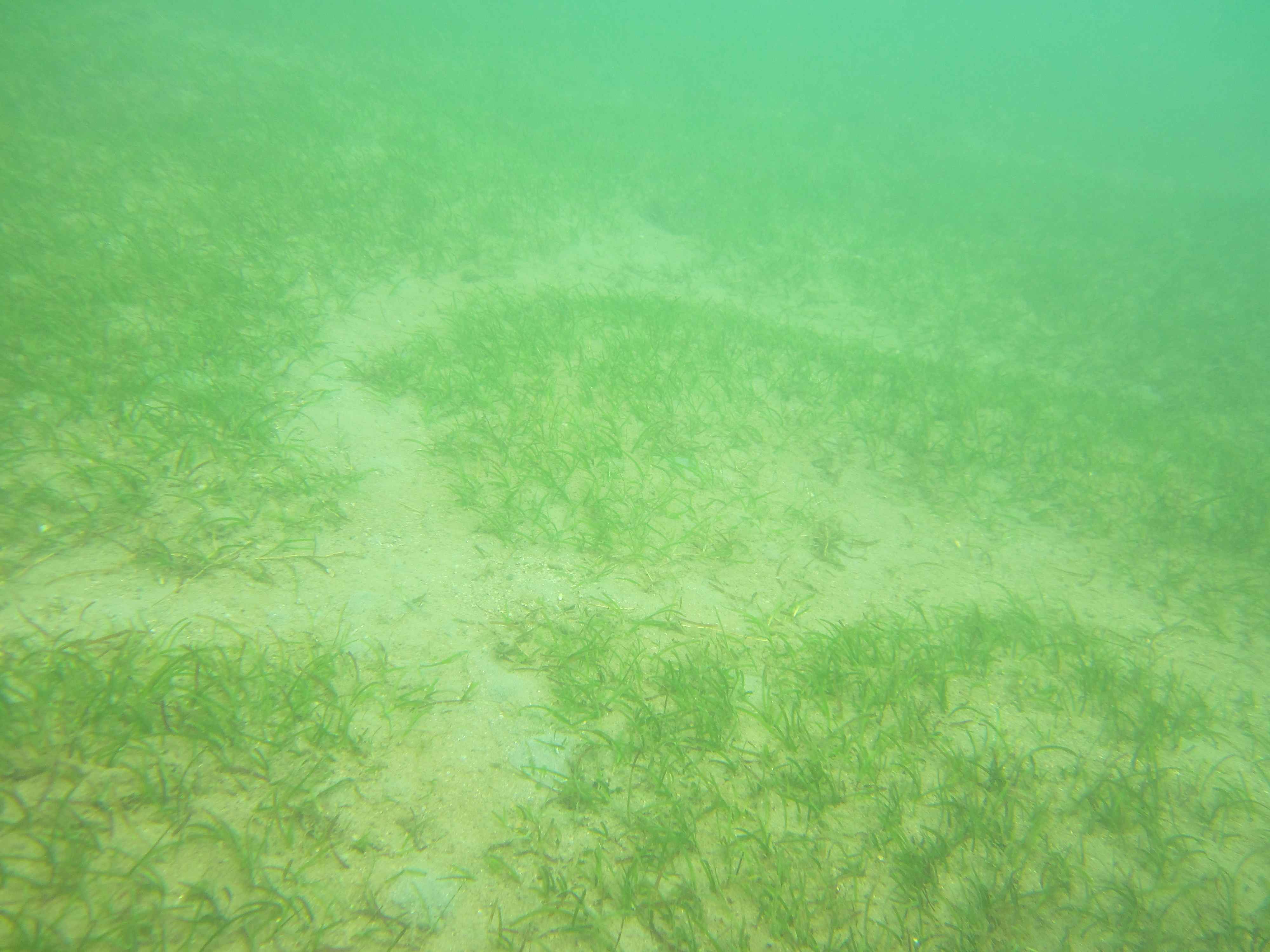 Dugong feeding trails in the seagrass meadows at Magnetic Island