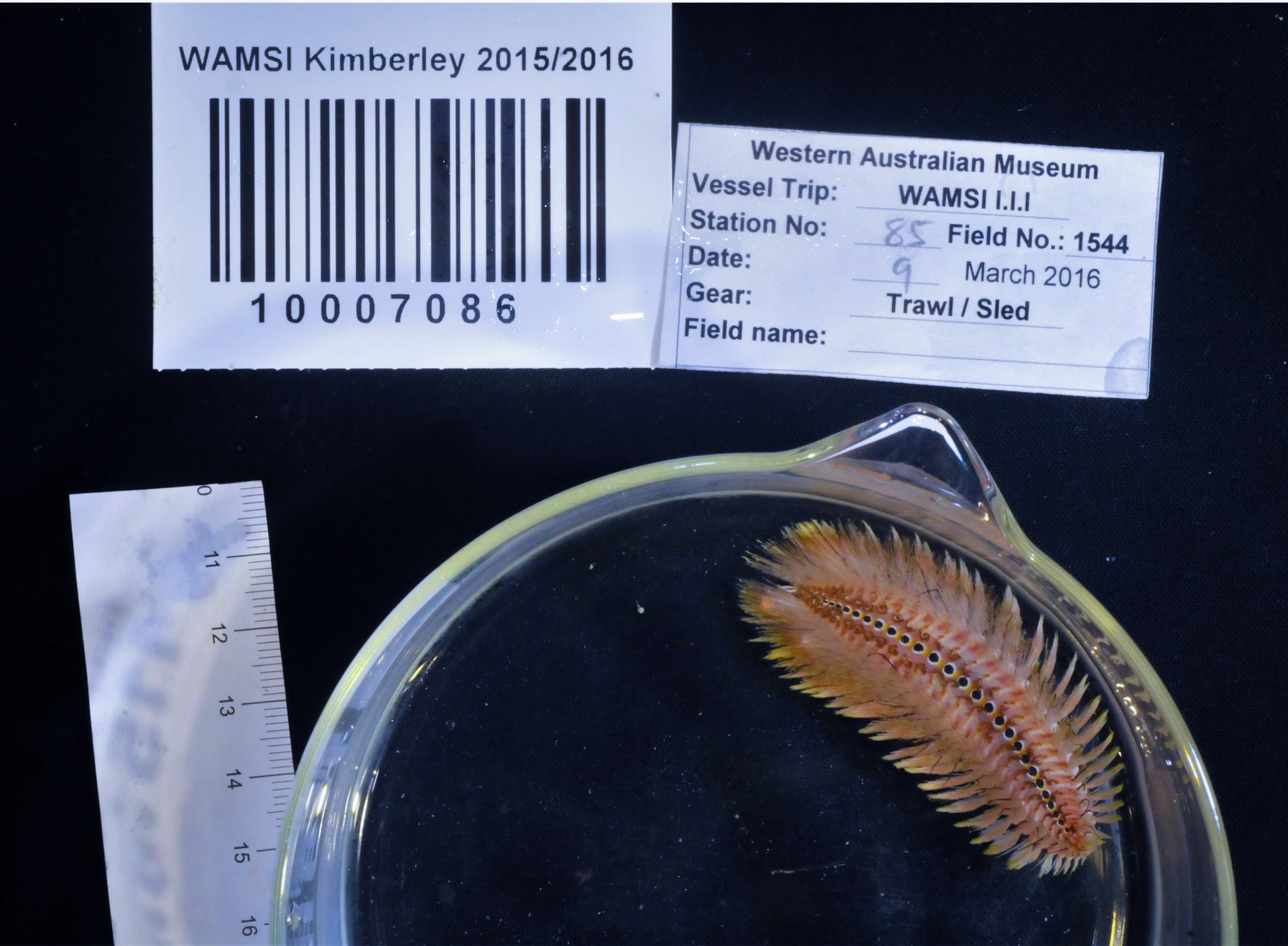 WAMSI Kimberley biodiversity survey