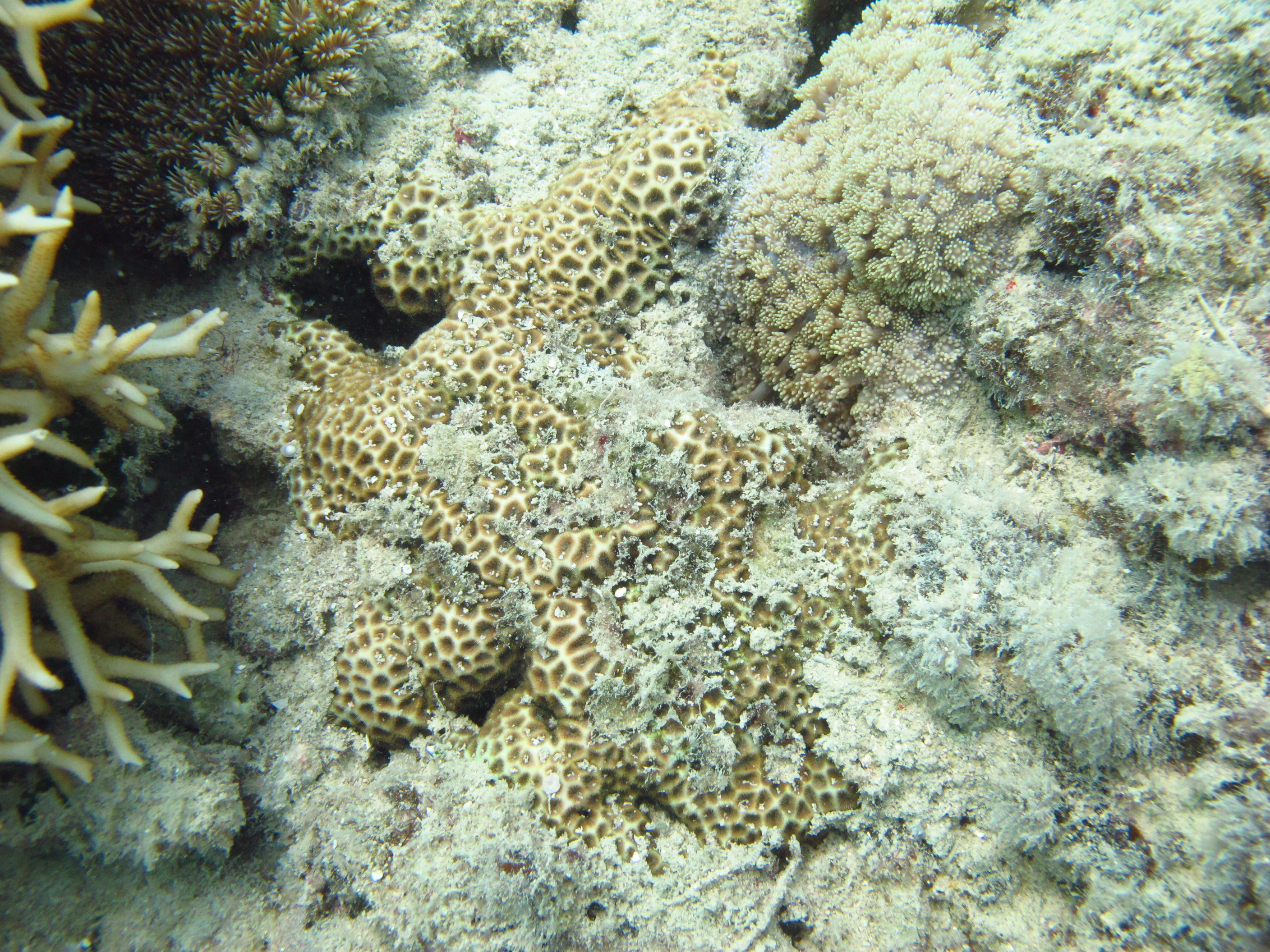 Leptastrea purpurea
